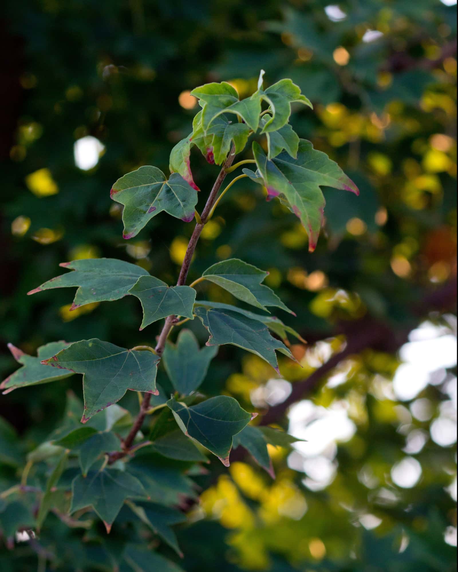 Trident Maple - Main Image