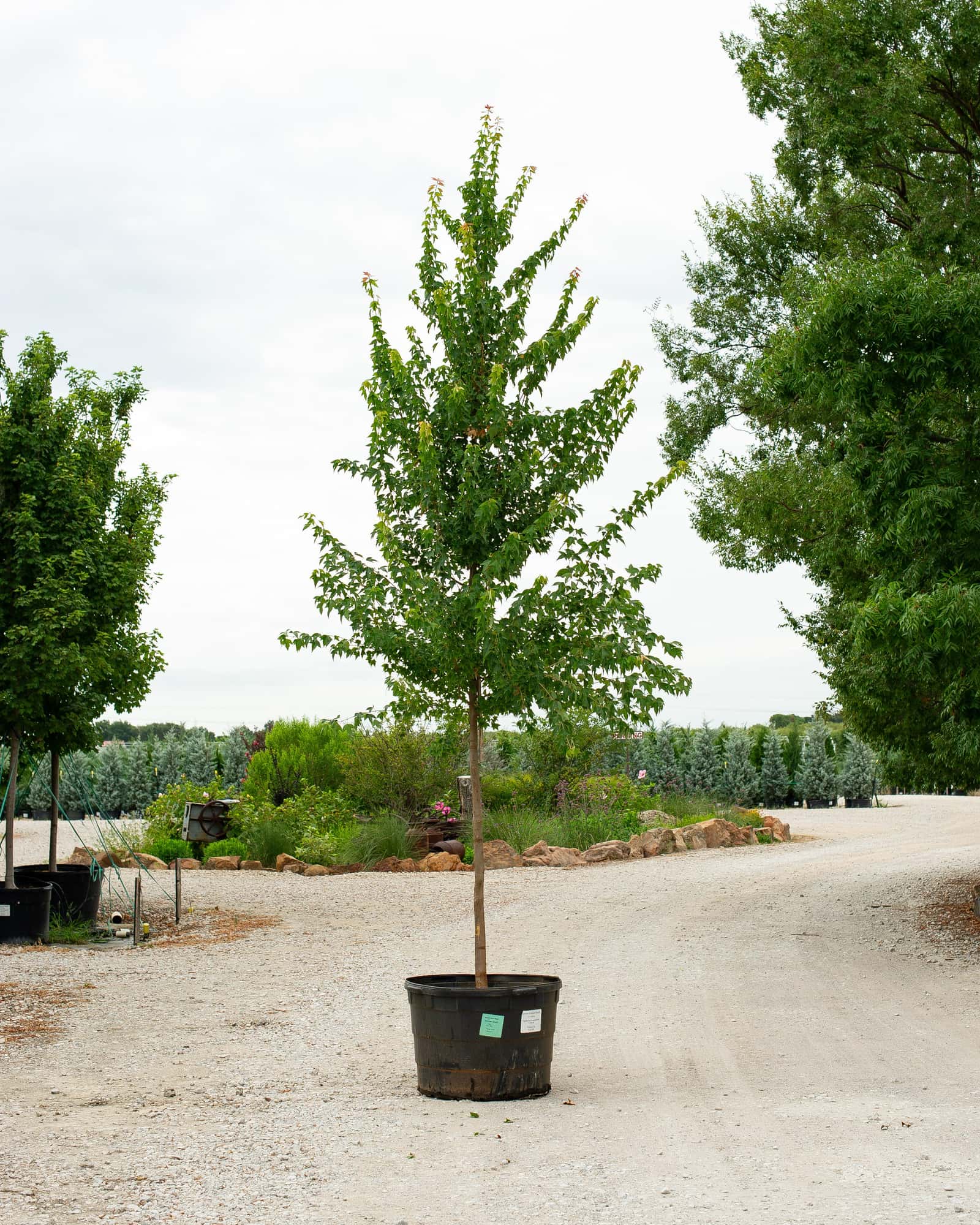 Trident Maple Aeryn - Main Image