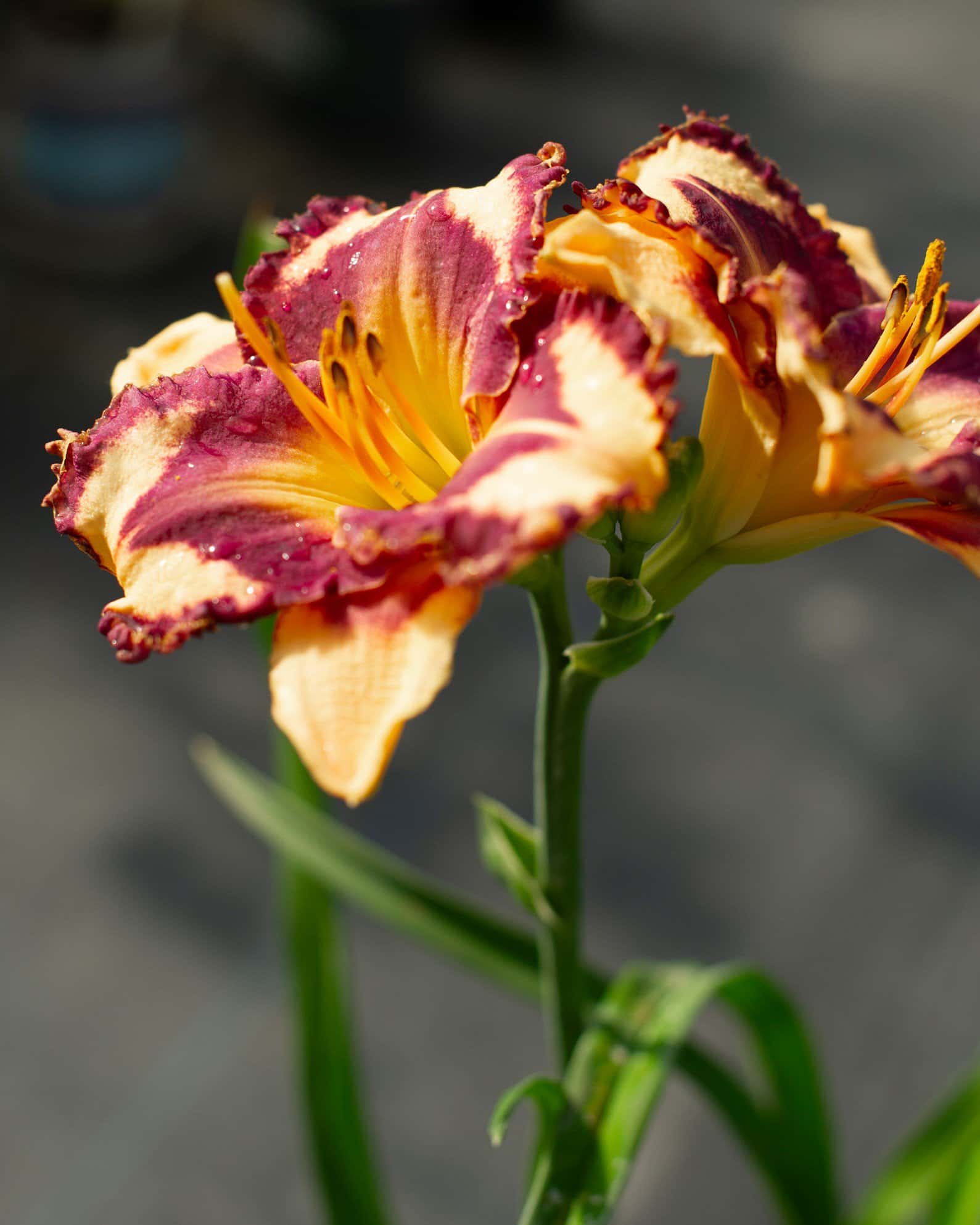 Tropical Sunrise Daylily - Main Image
