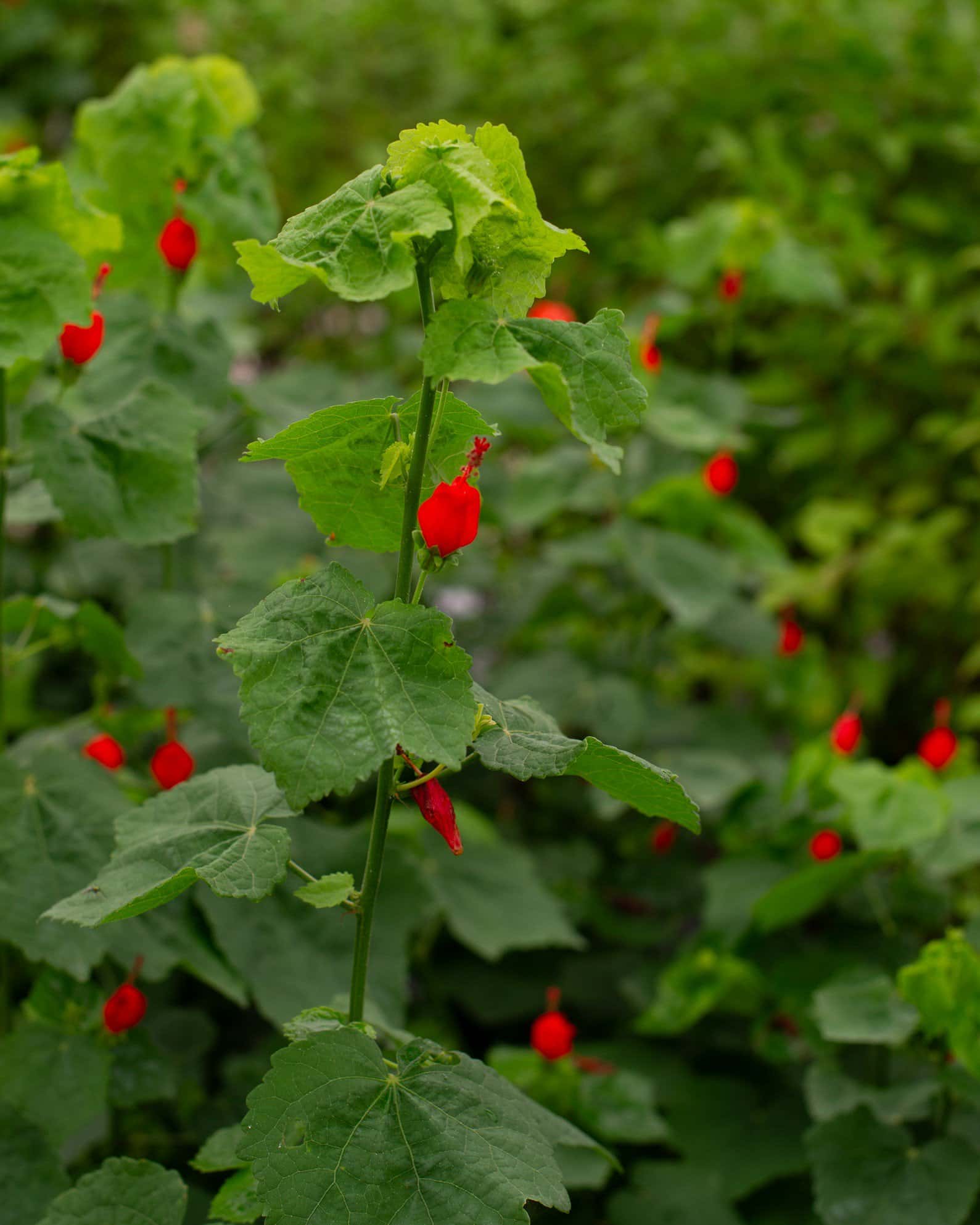 Turks Cap Red - Main Image