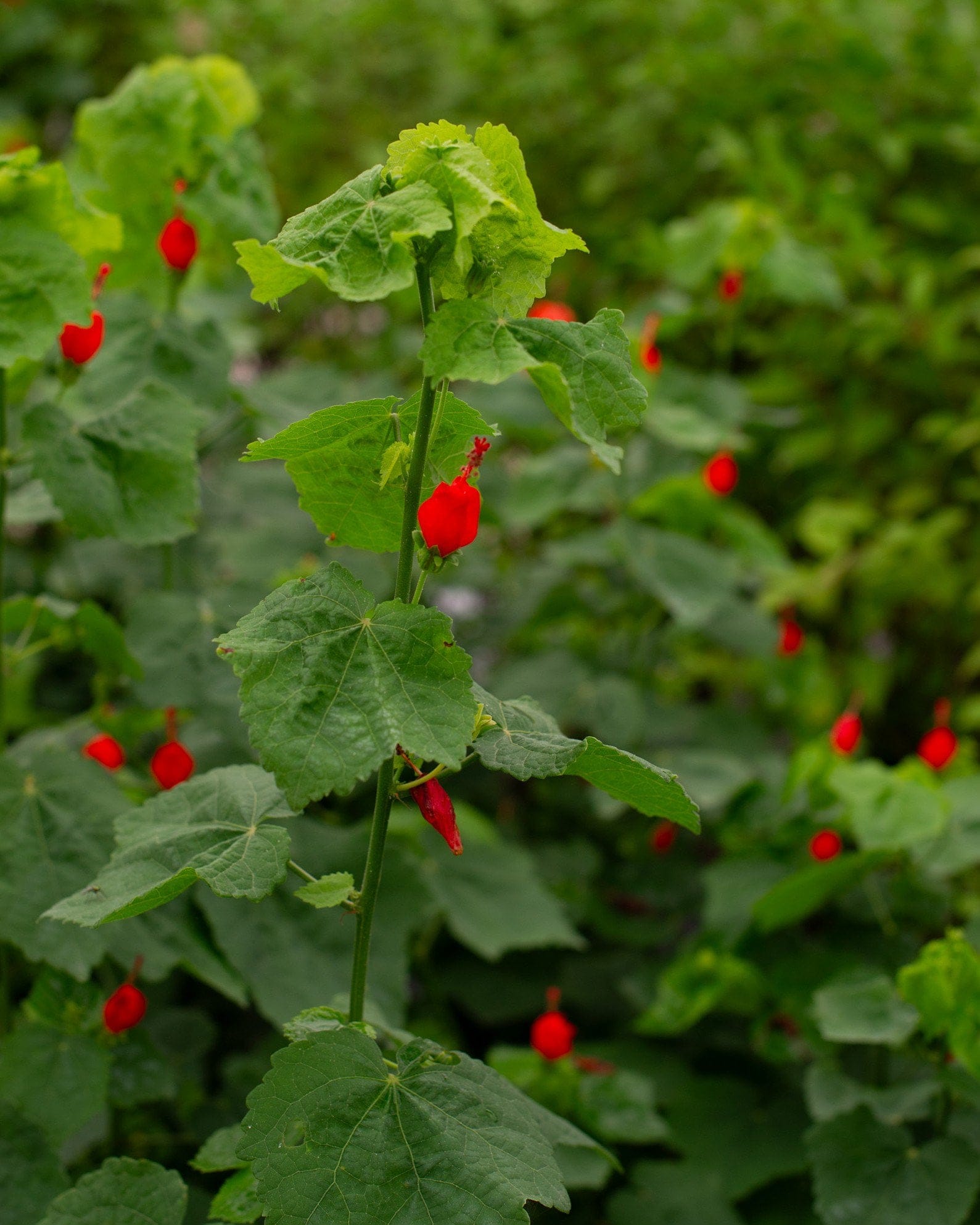 Turk's Cap Red