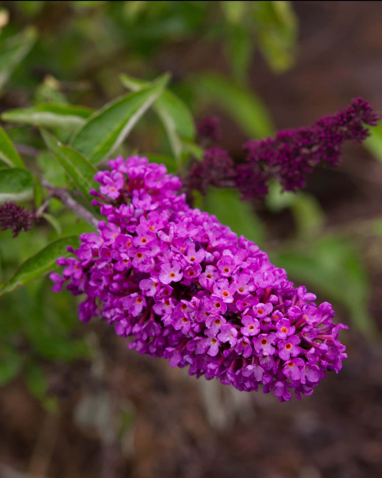 Tutti Fruitti Buddleia Butterfly Bush - Main Image