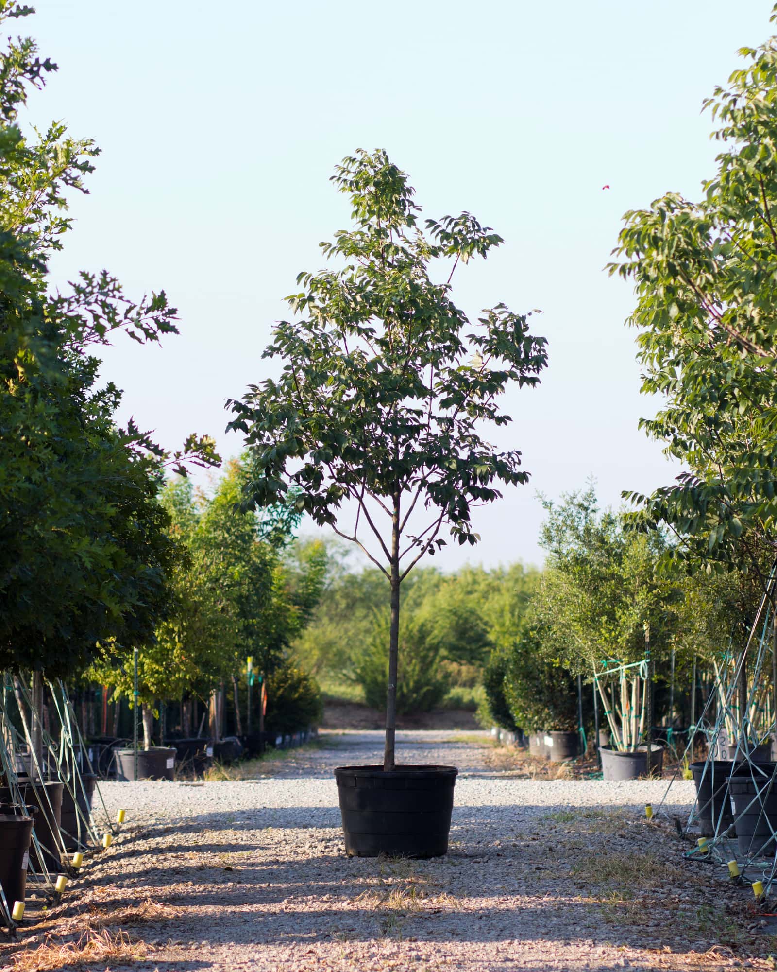 Urbanite Ash - Main Image