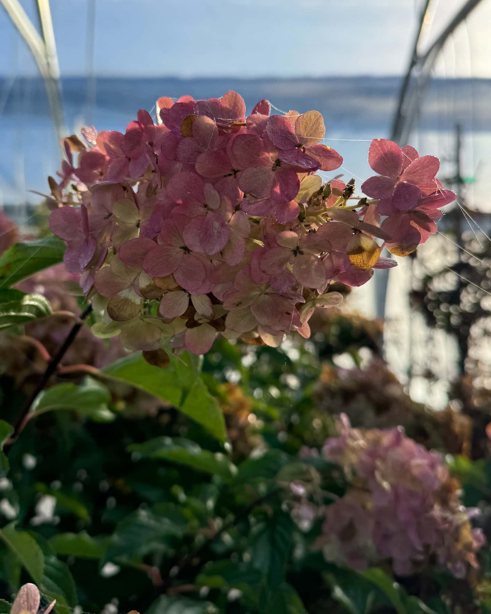 Vanilla Strawberry Hydrangea Tree Form - Main Image