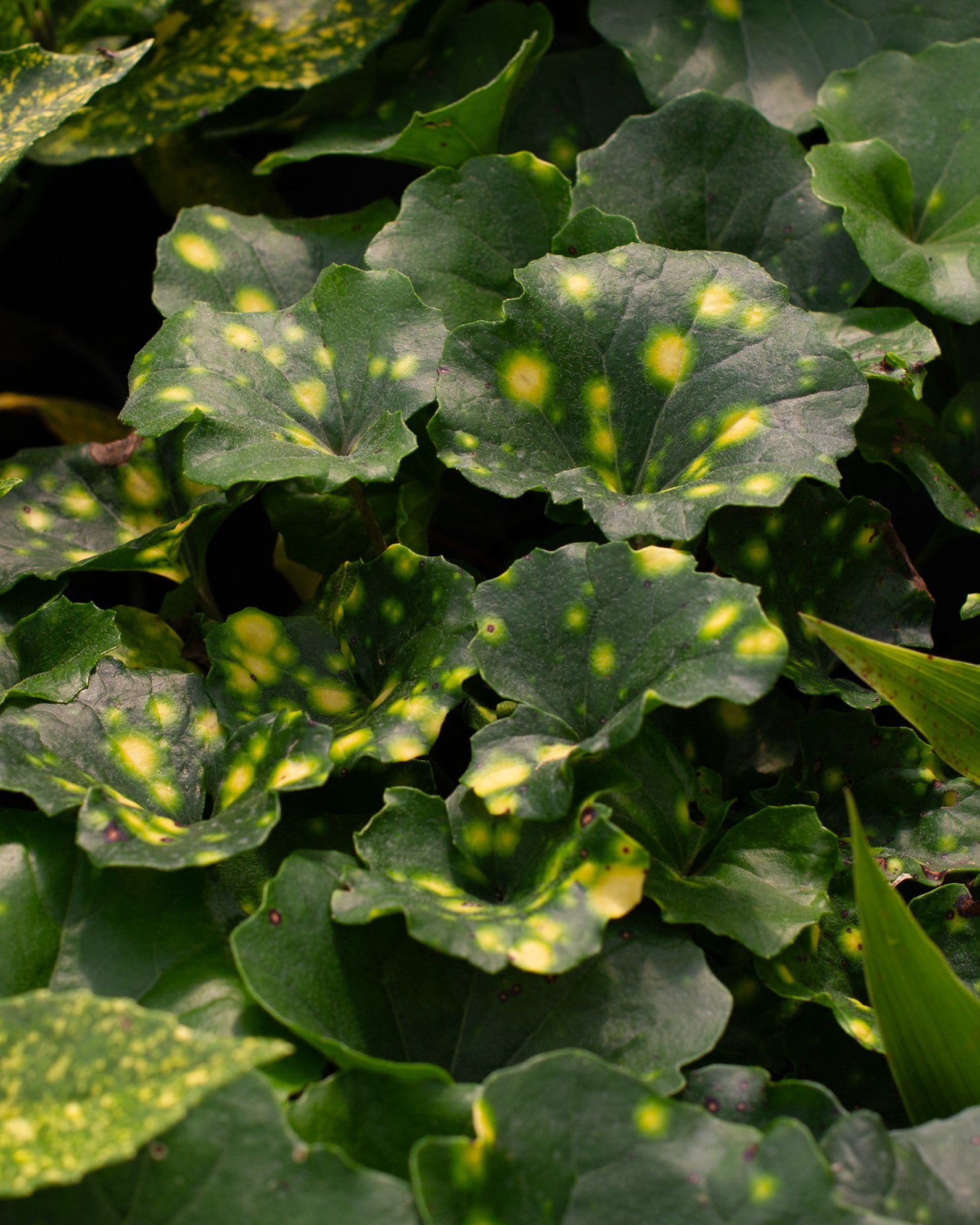 Variegated Leopard Plant