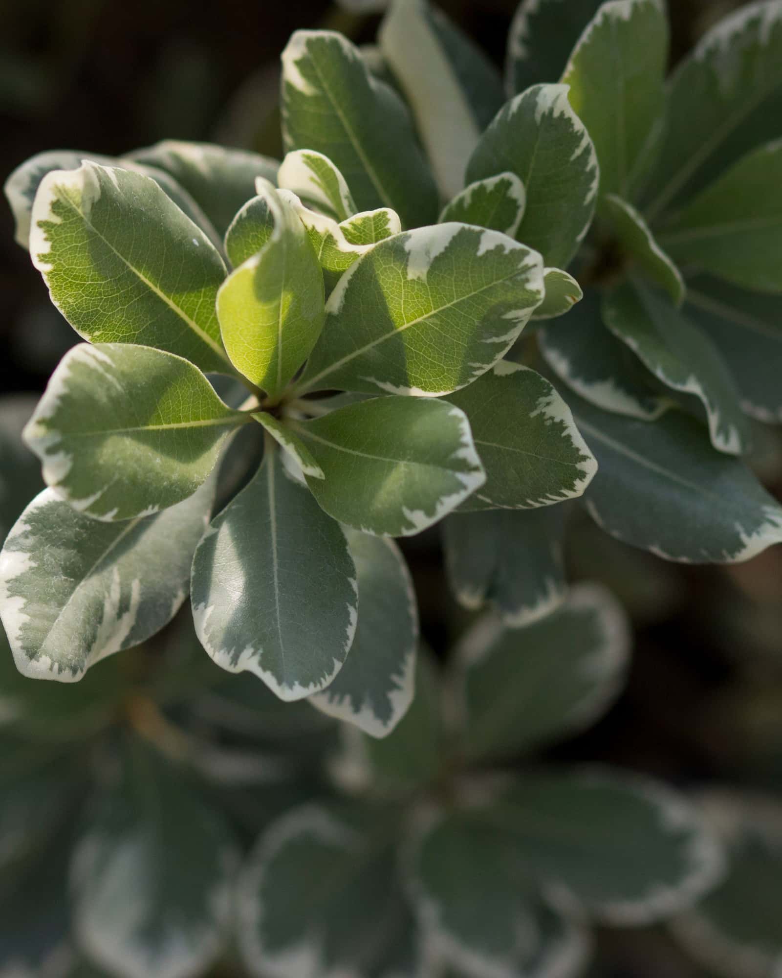 Variegated Pittosporum - Main Image