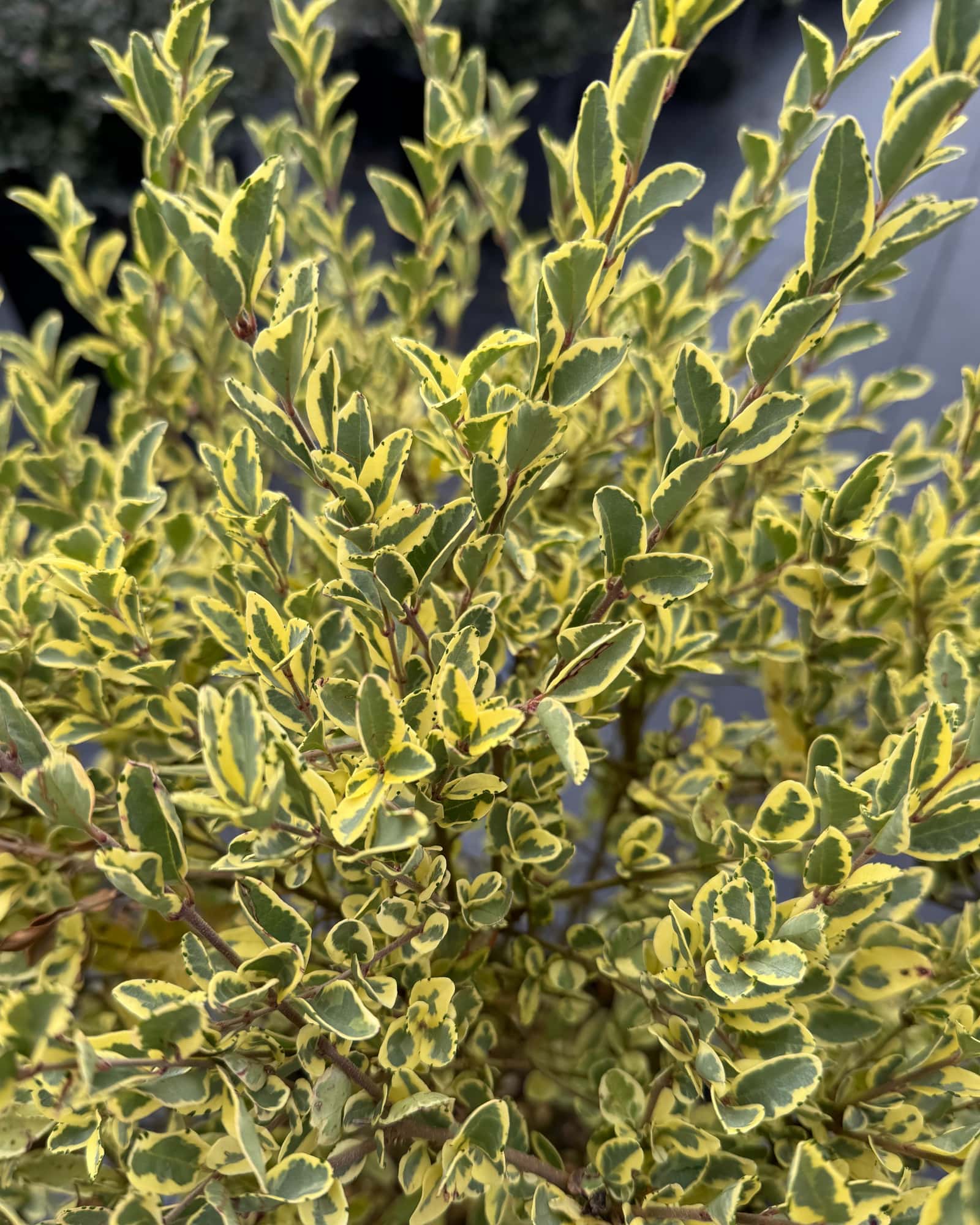Variegated Privet Ligustrum - Main Image