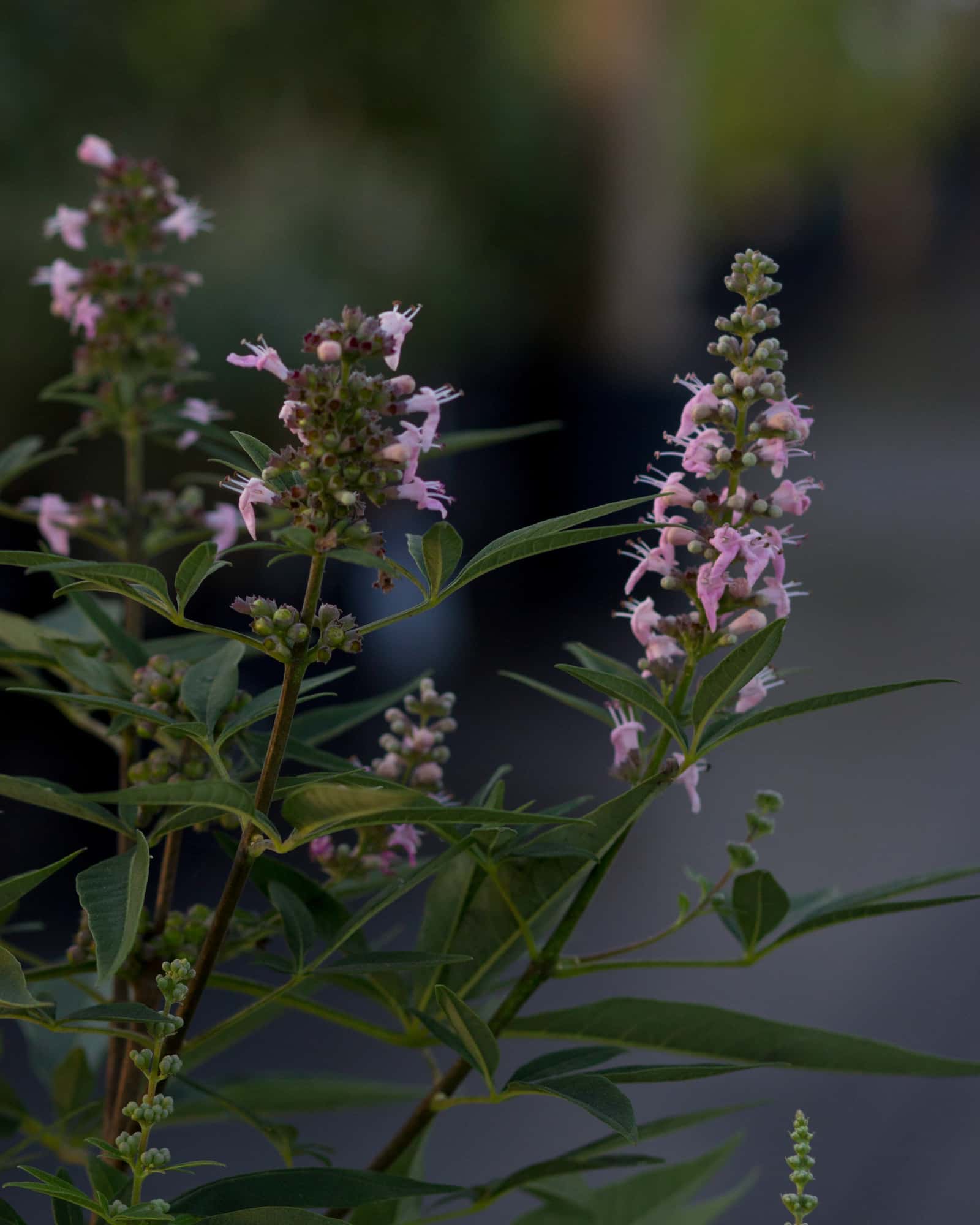 Vitex Galactic Pink - Main Image