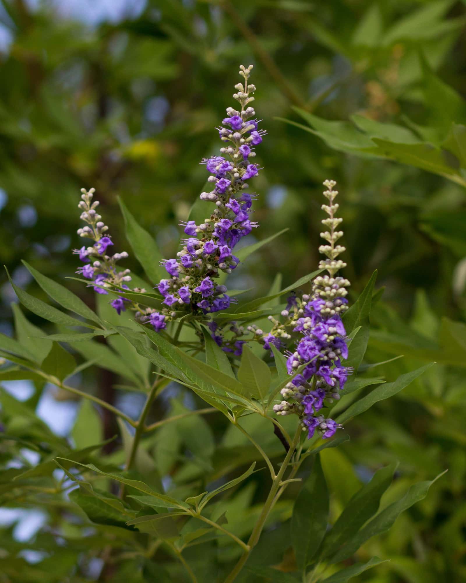 Vitex Shoal Creek - Main Image