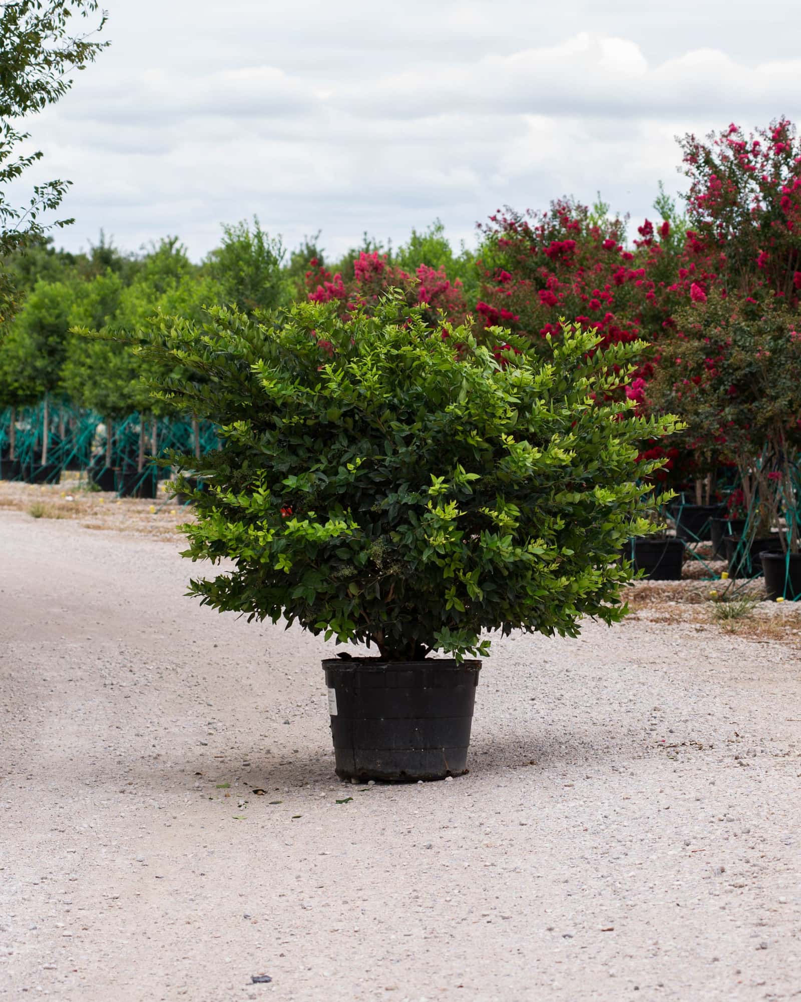 Wax Leaf Ligustrum - Main Image