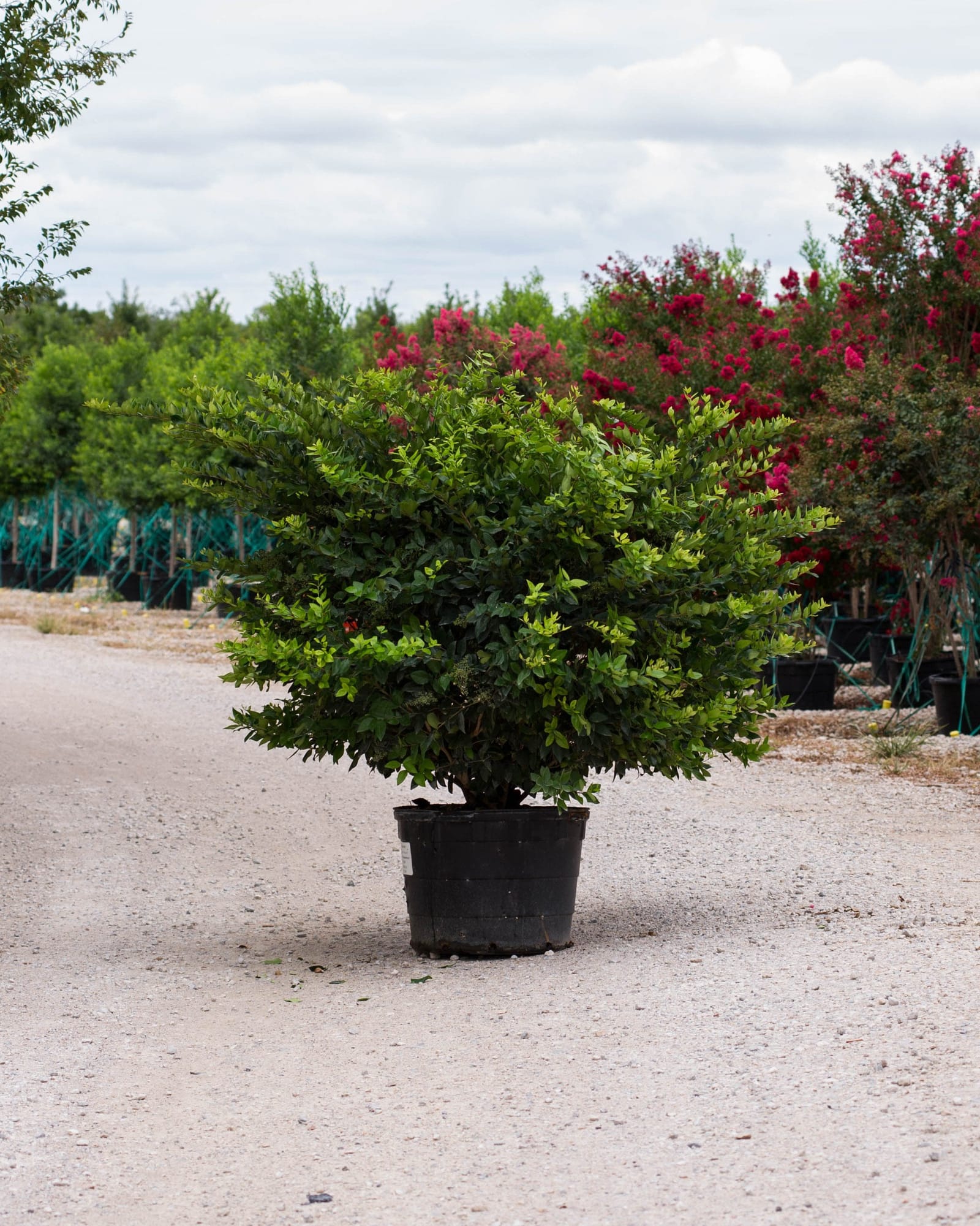 Wax Leaf Ligustrum