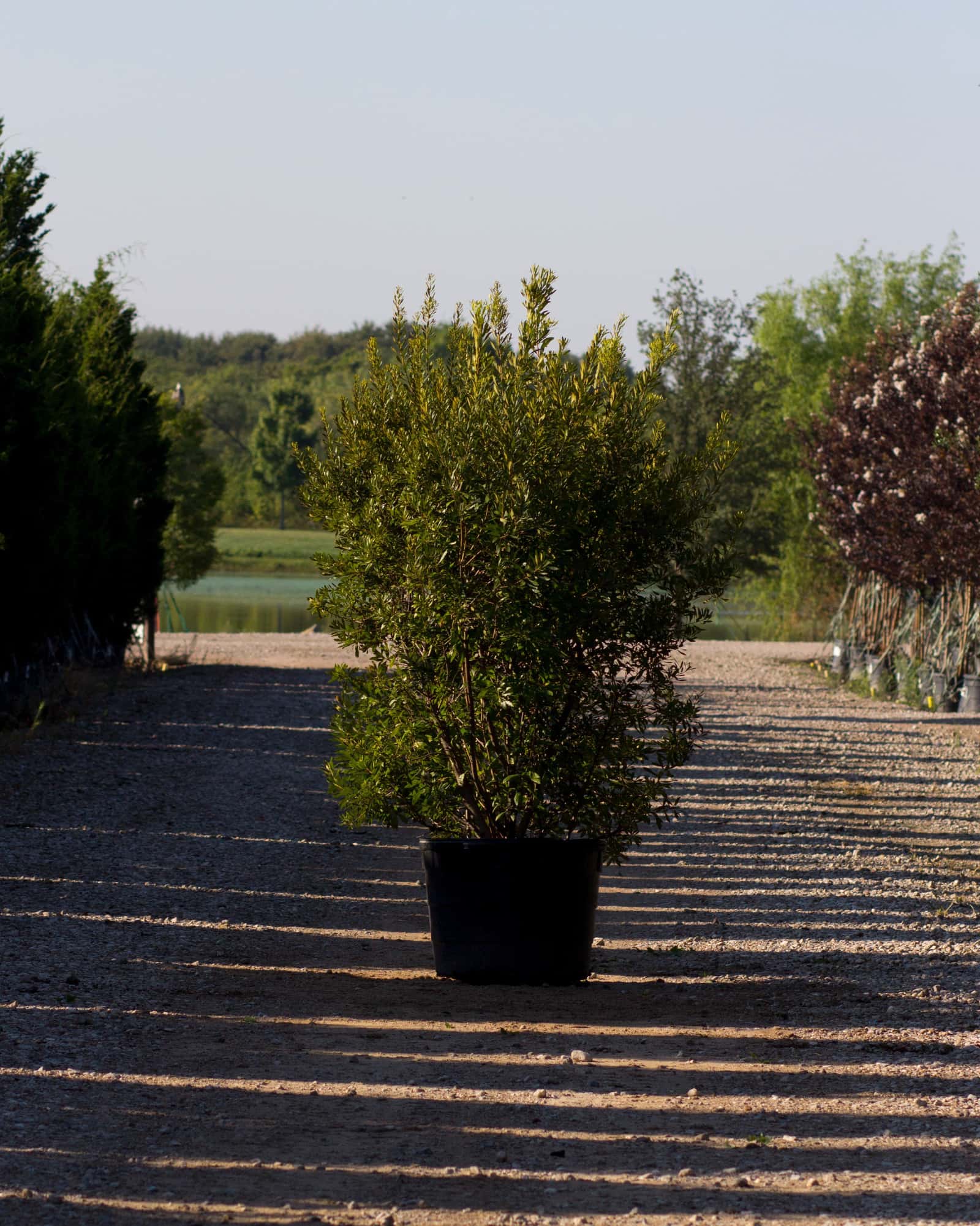 Wax Myrtle - Main Image