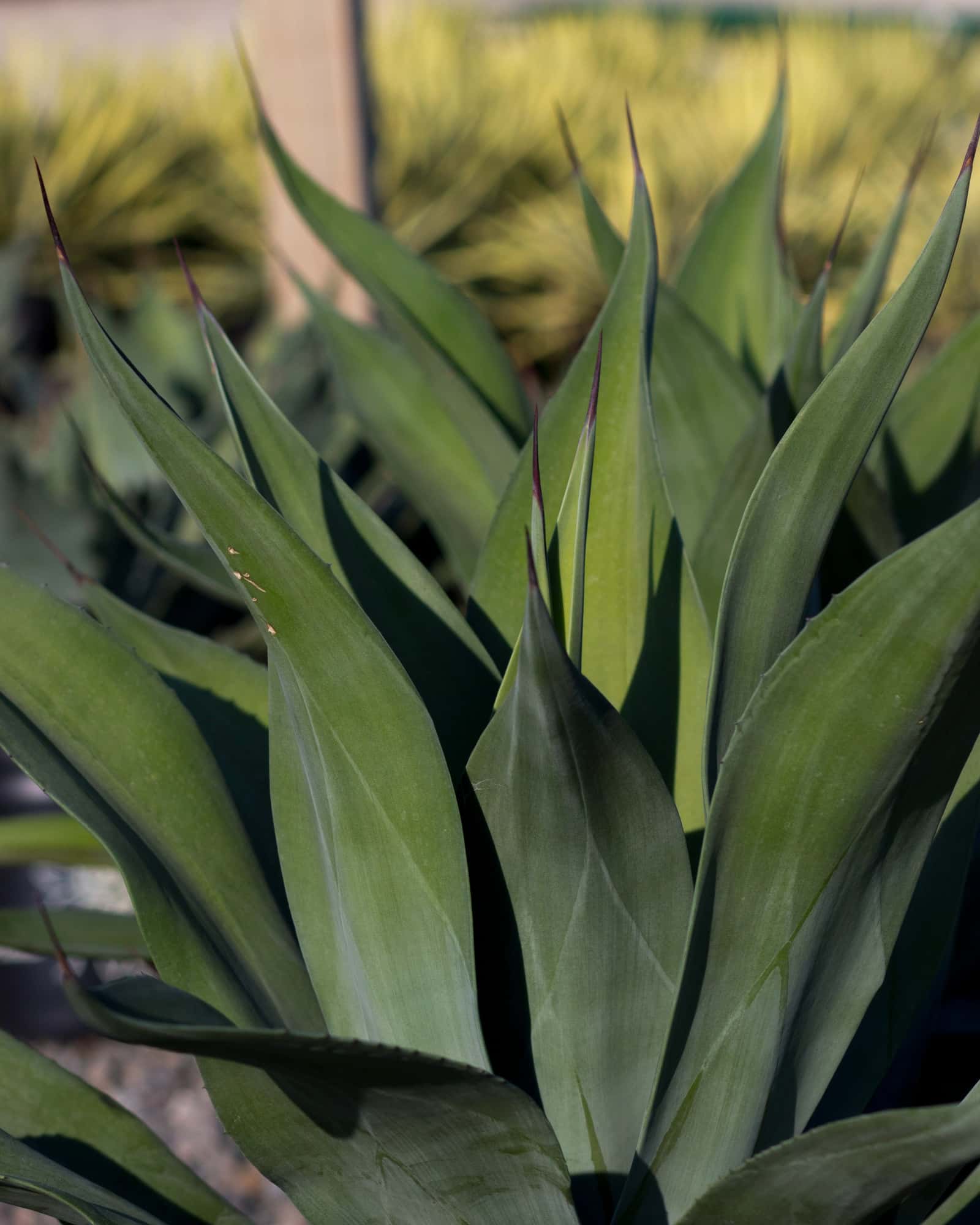 Weber's Agave - Main Image