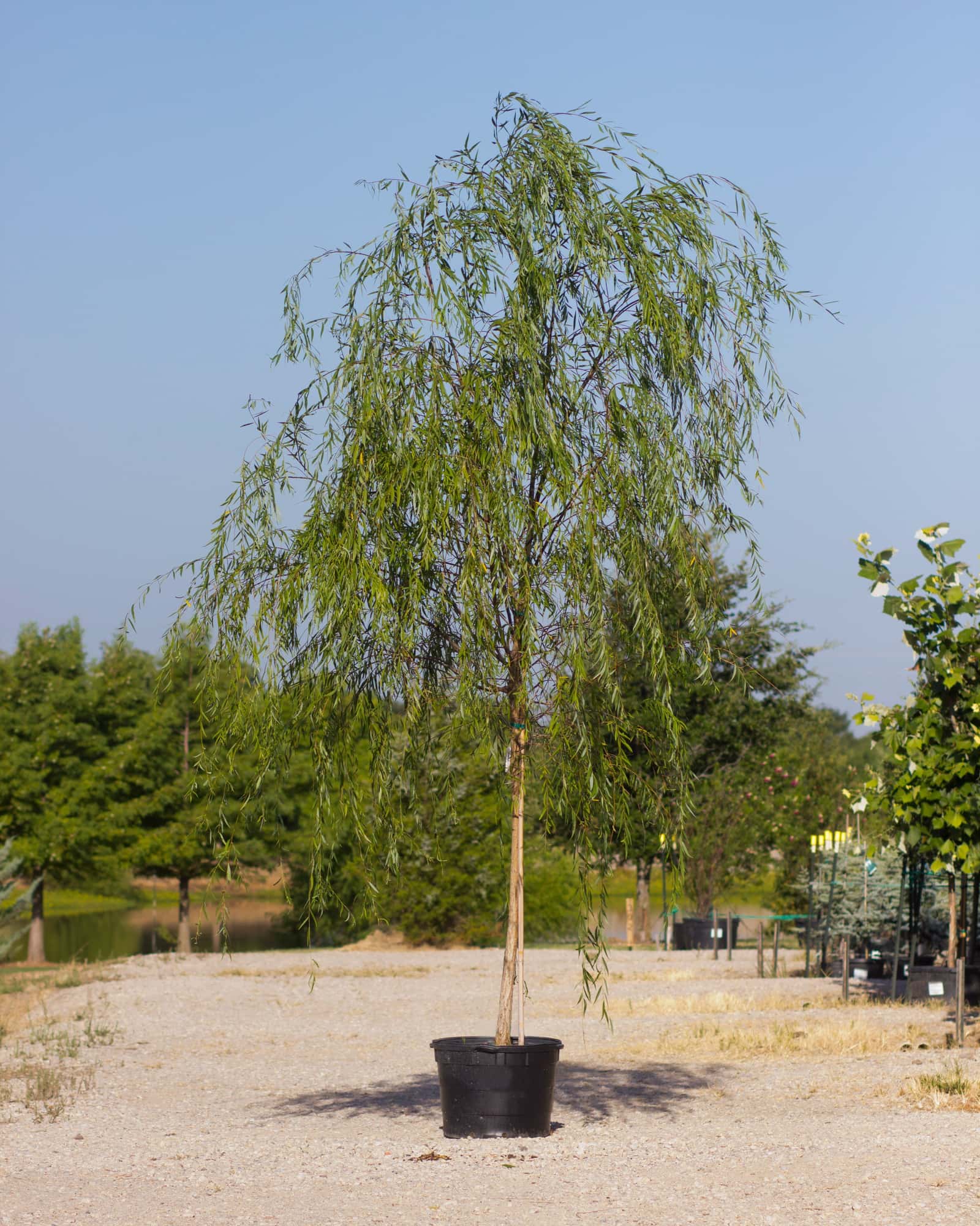 Weeping Willow - Main Image