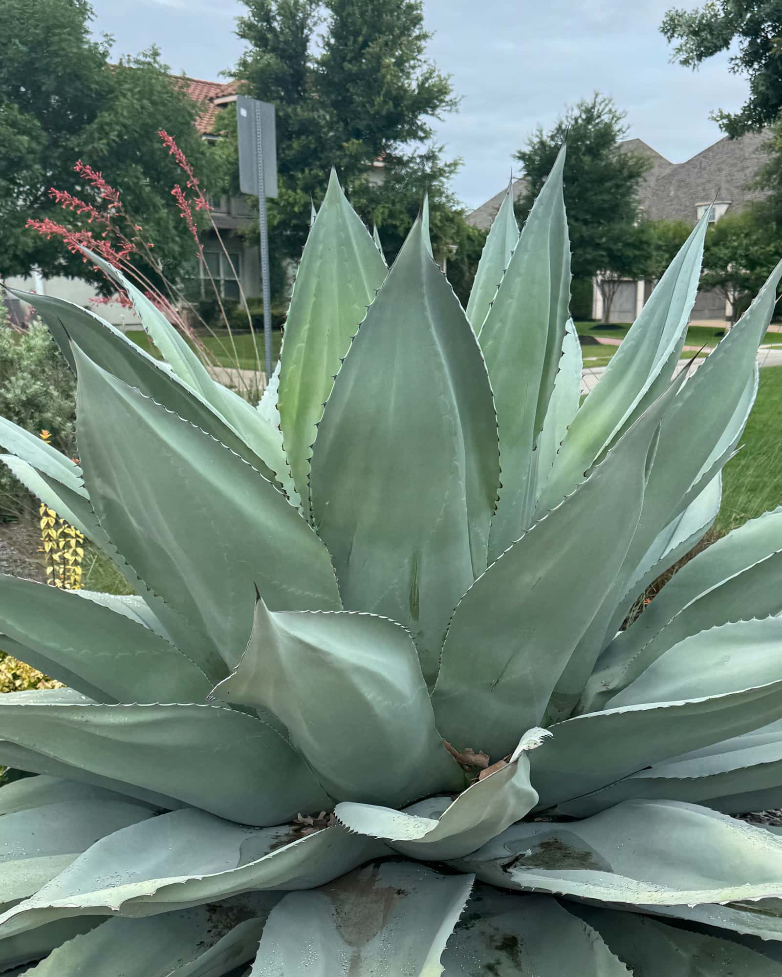 Whale's Tongue Agave - Main Image