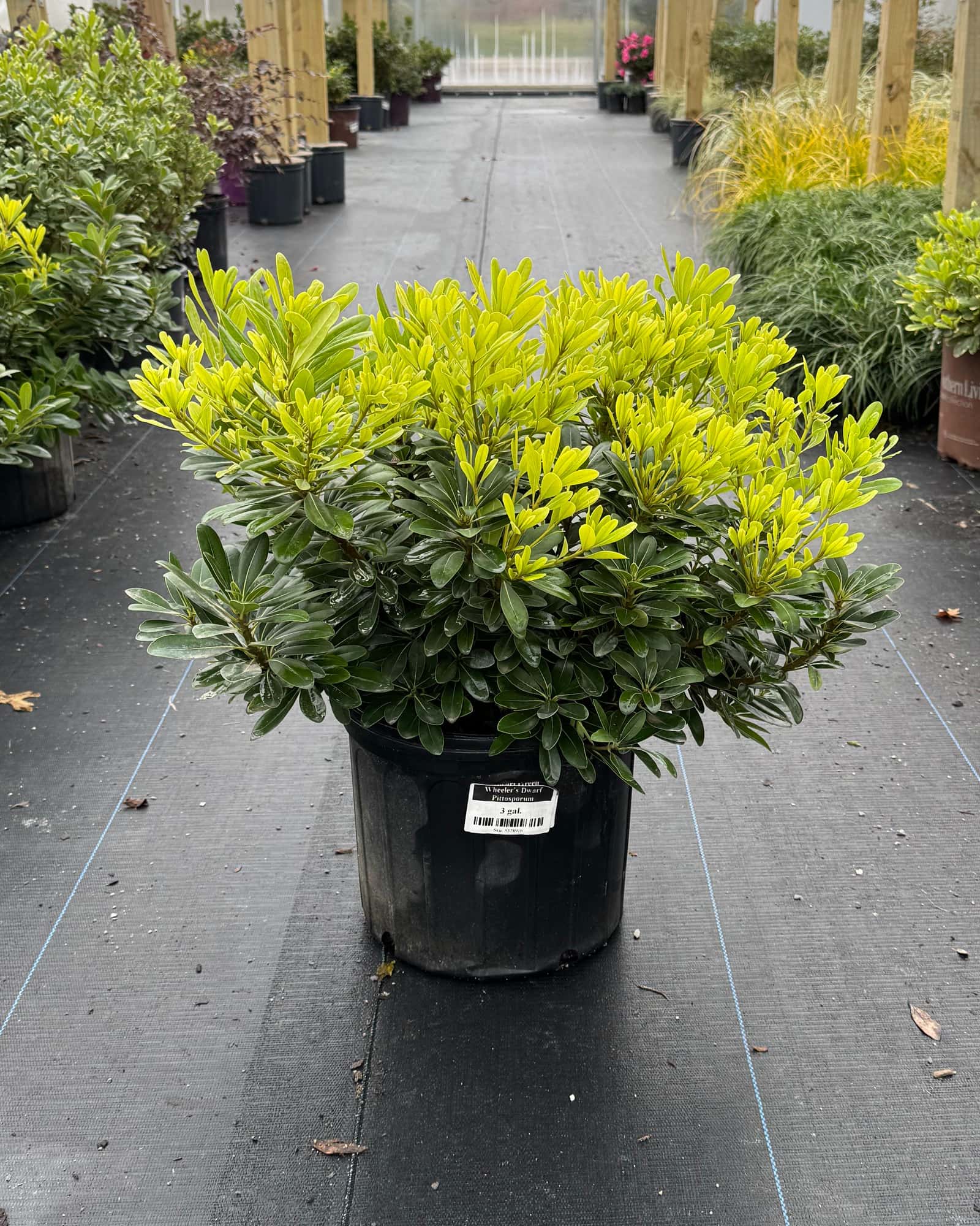 Wheeler's Dwarf Pittosporum - Main Image