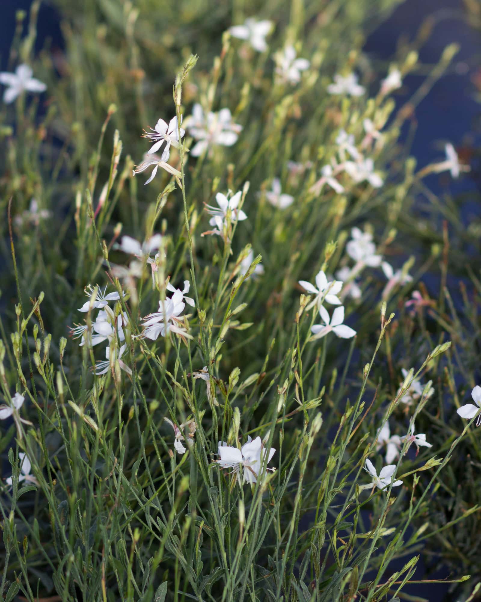 Whirling Butterflies Gaura - Main Image