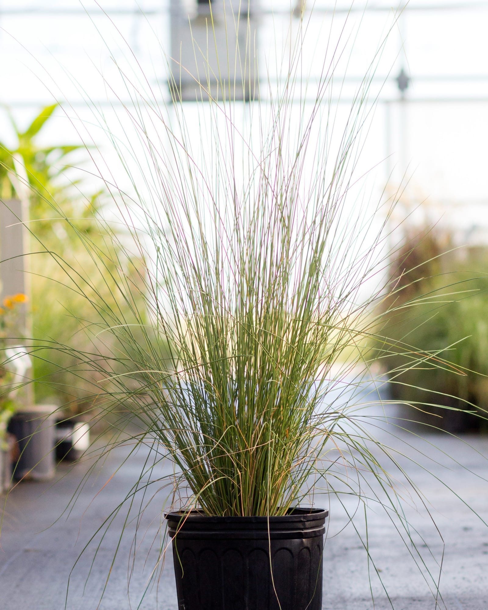 White Cloud Muhly