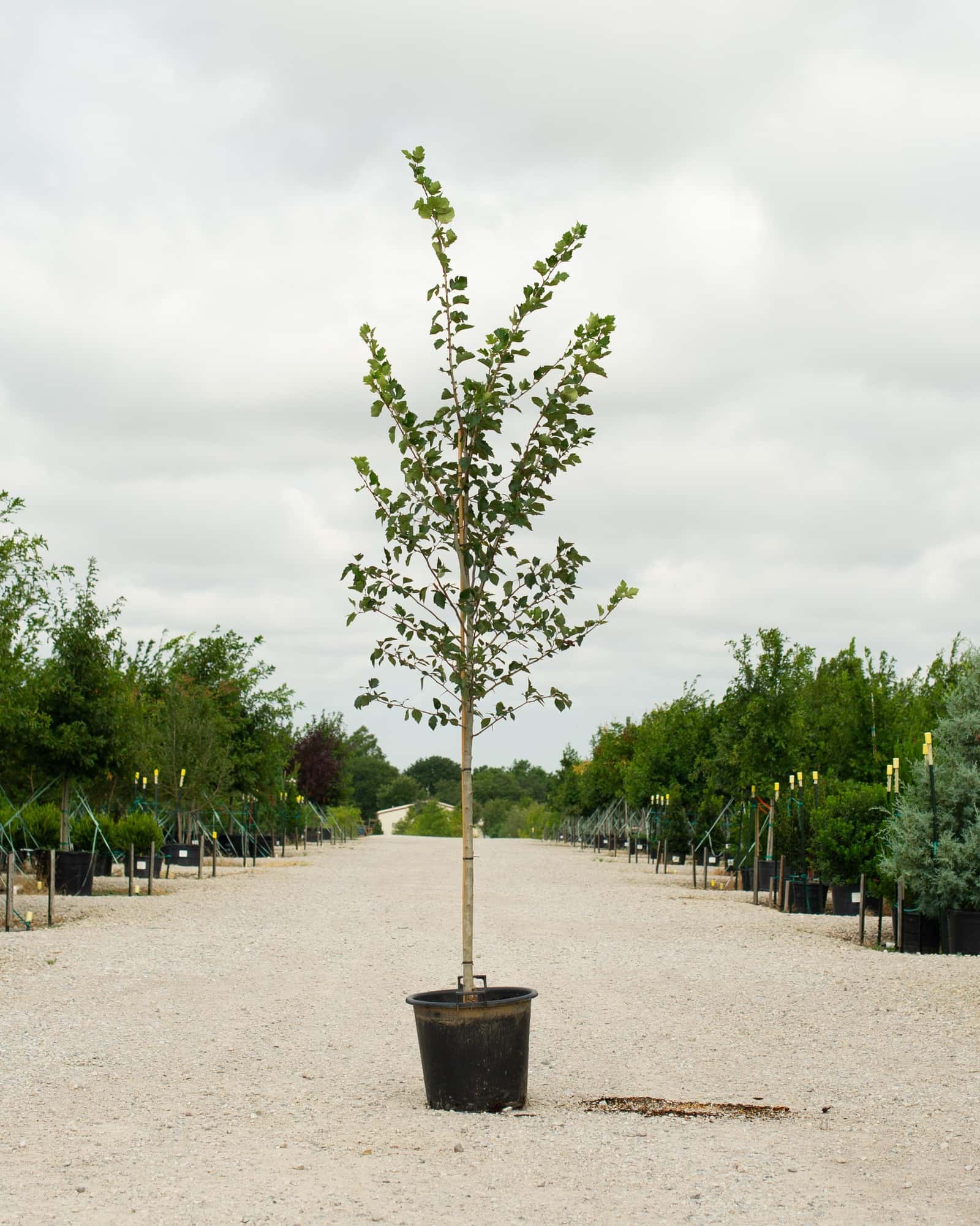 Winter King Hawthorn - Main Image