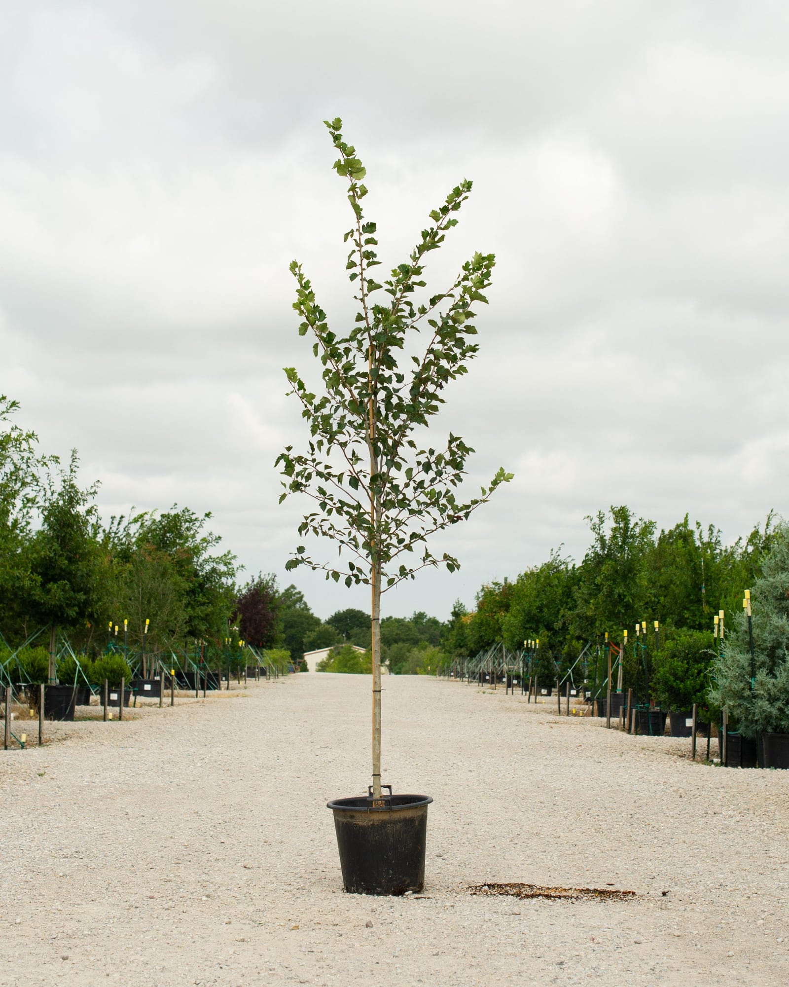Winter King Hawthorn - Main Image