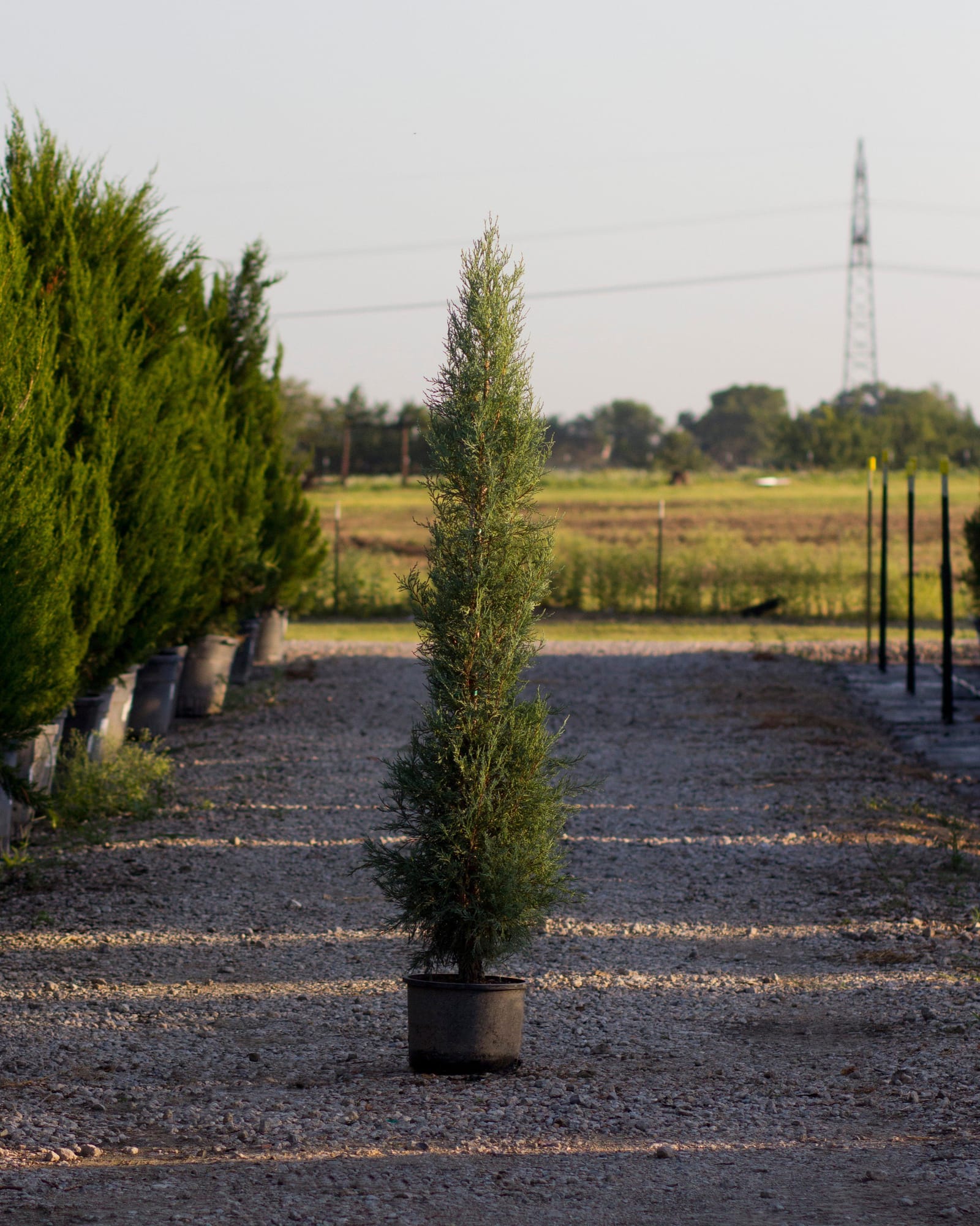 Woodward Juniper