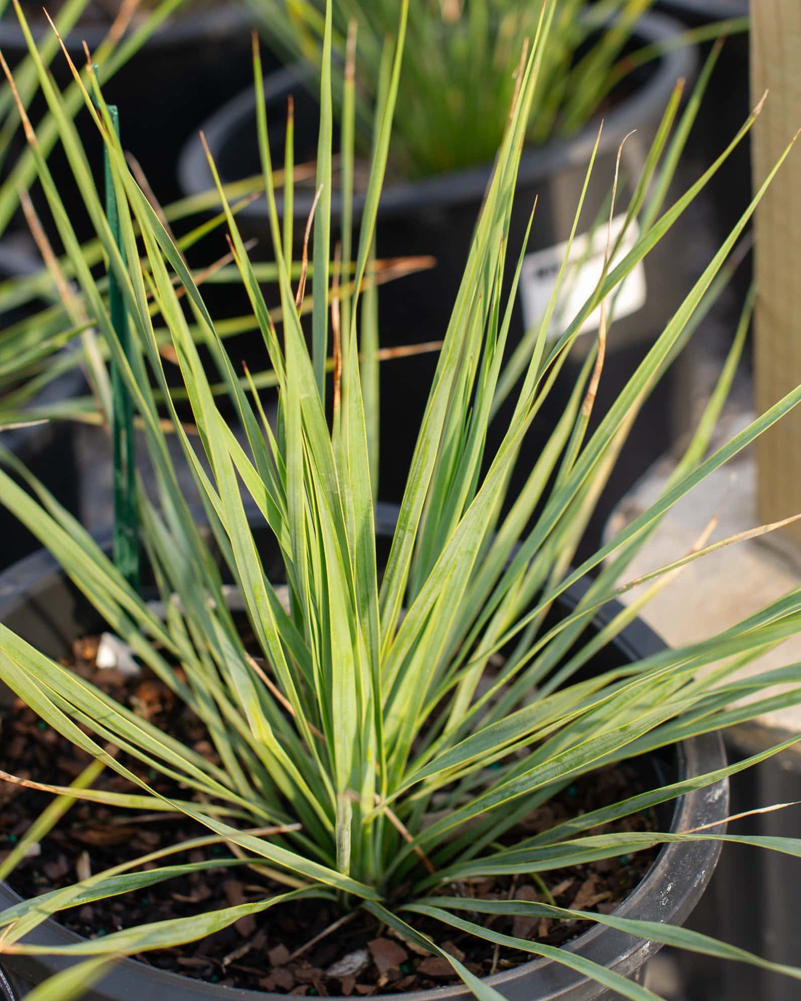Yucca Beaked Blue Sapphire Skies - Main Image