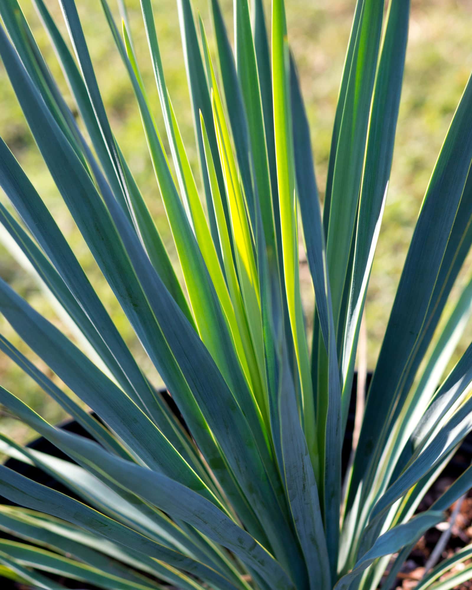 Yucca Blue Sentry - Main Image