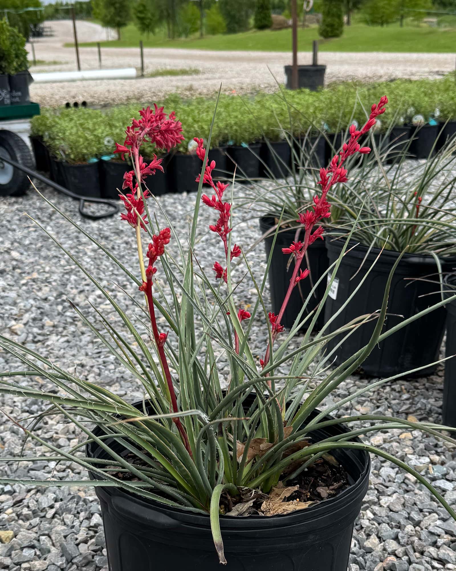 Yucca Brakelights - Main Image