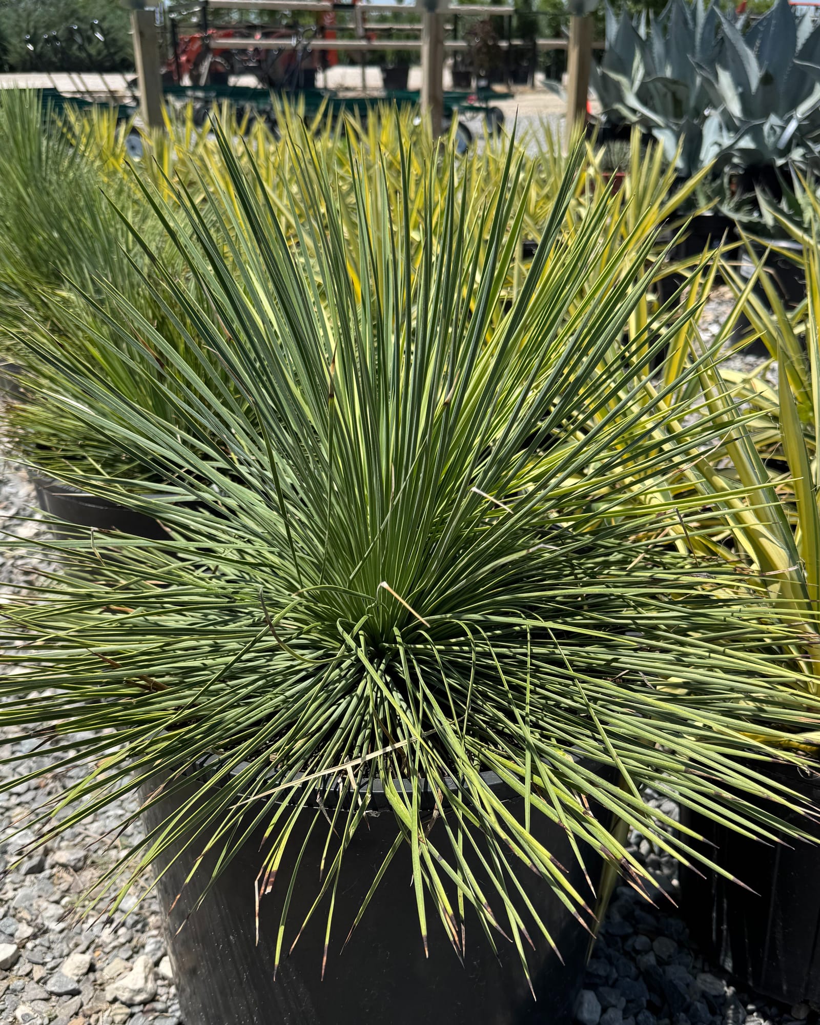 Liner Leaf Yucca