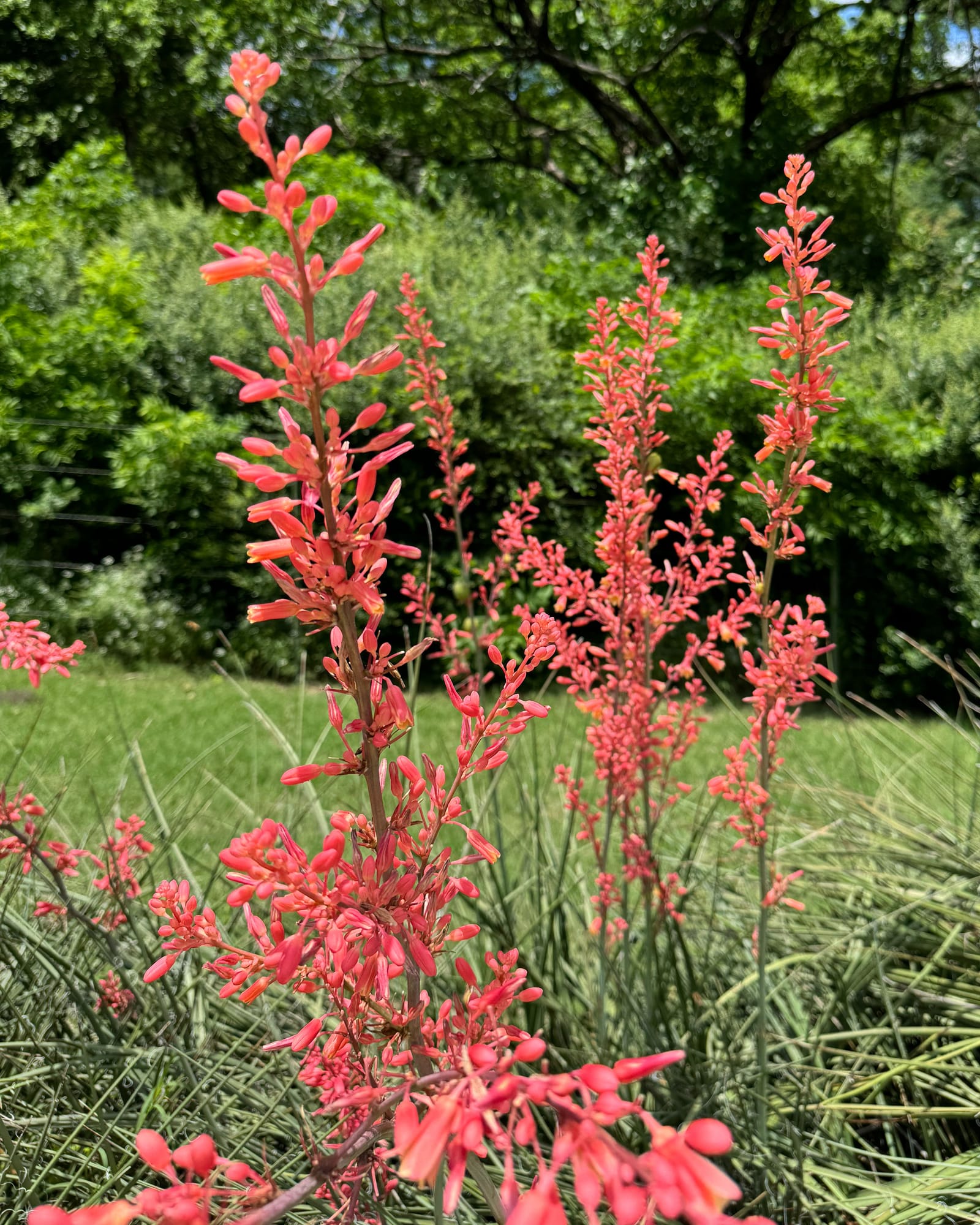 Red Yucca