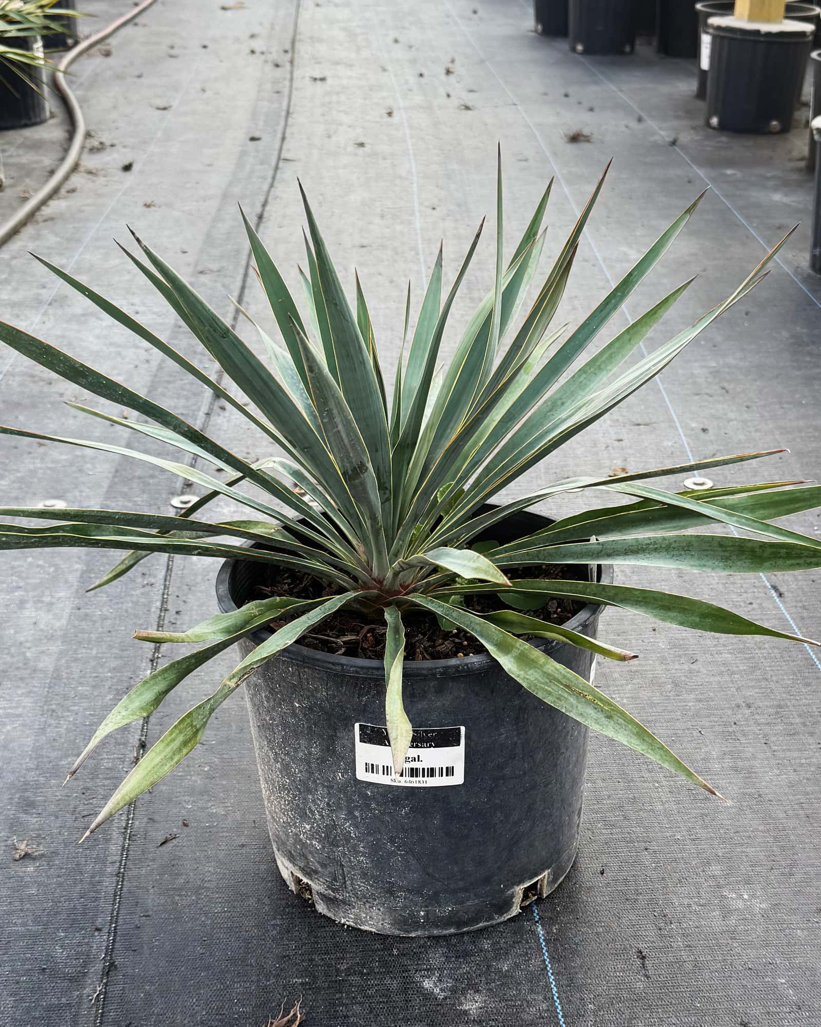 Yucca Silver Anniversary - Main Image