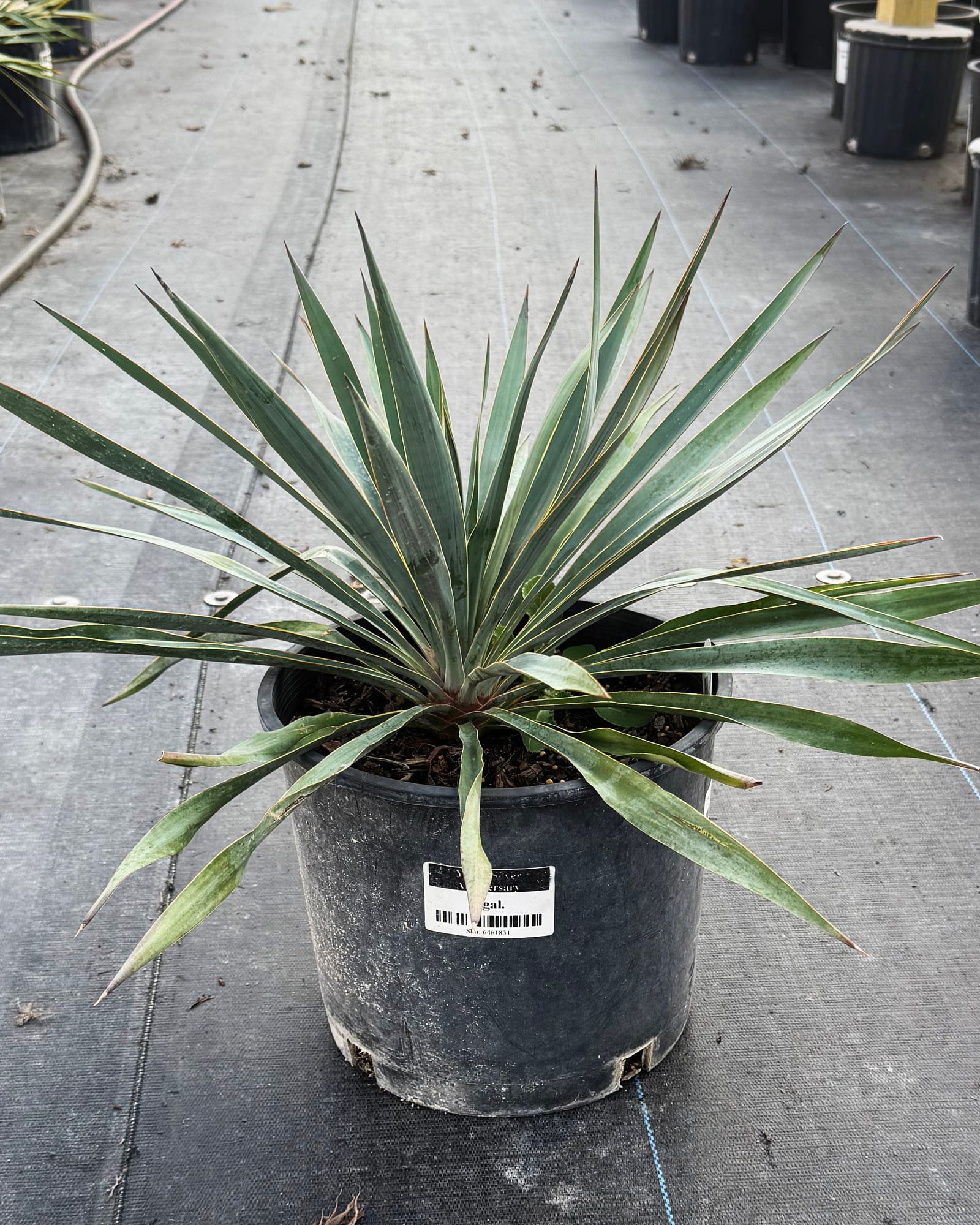 Silver Anniversary Yucca