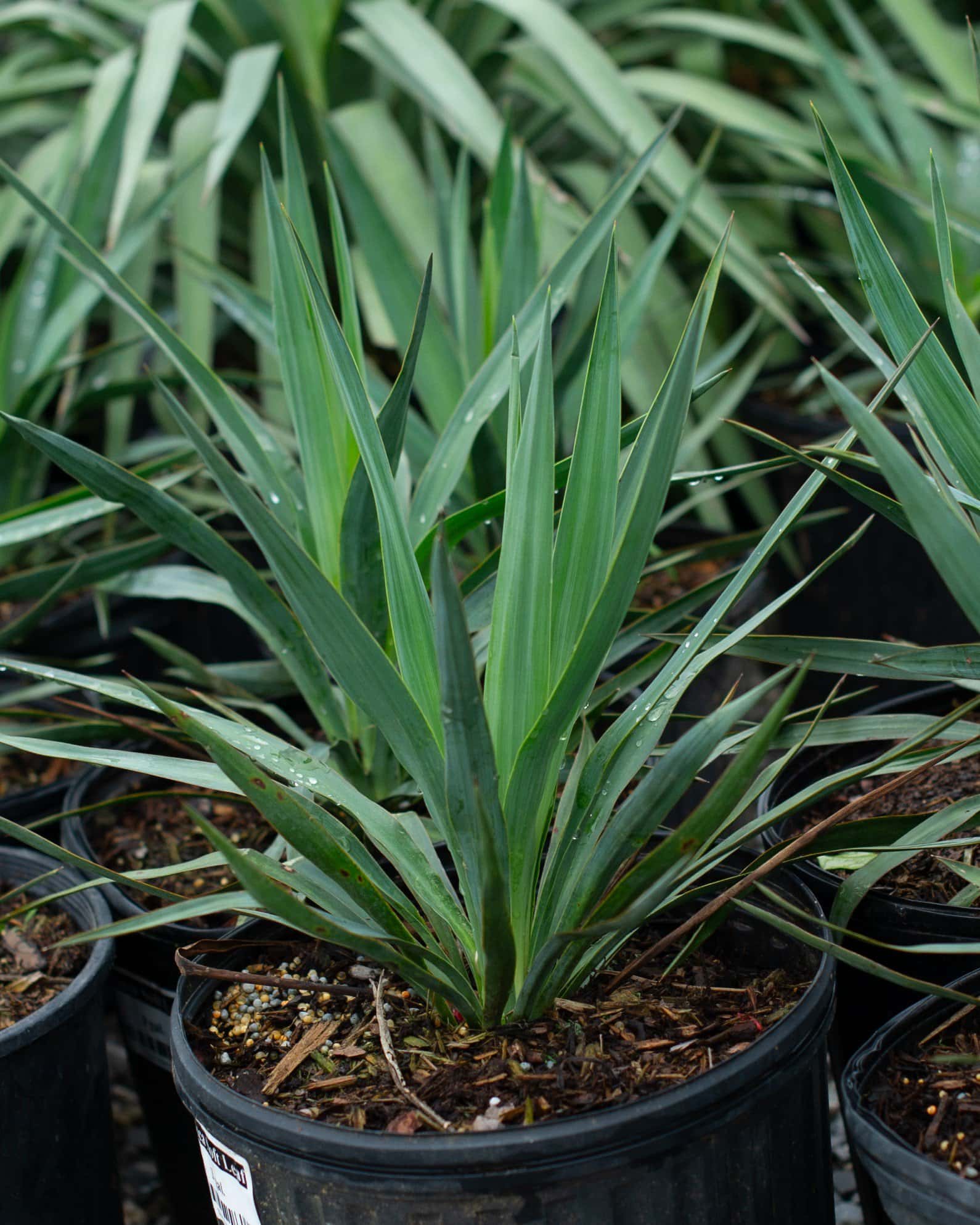 Yucca Soft Leaf - Main Image