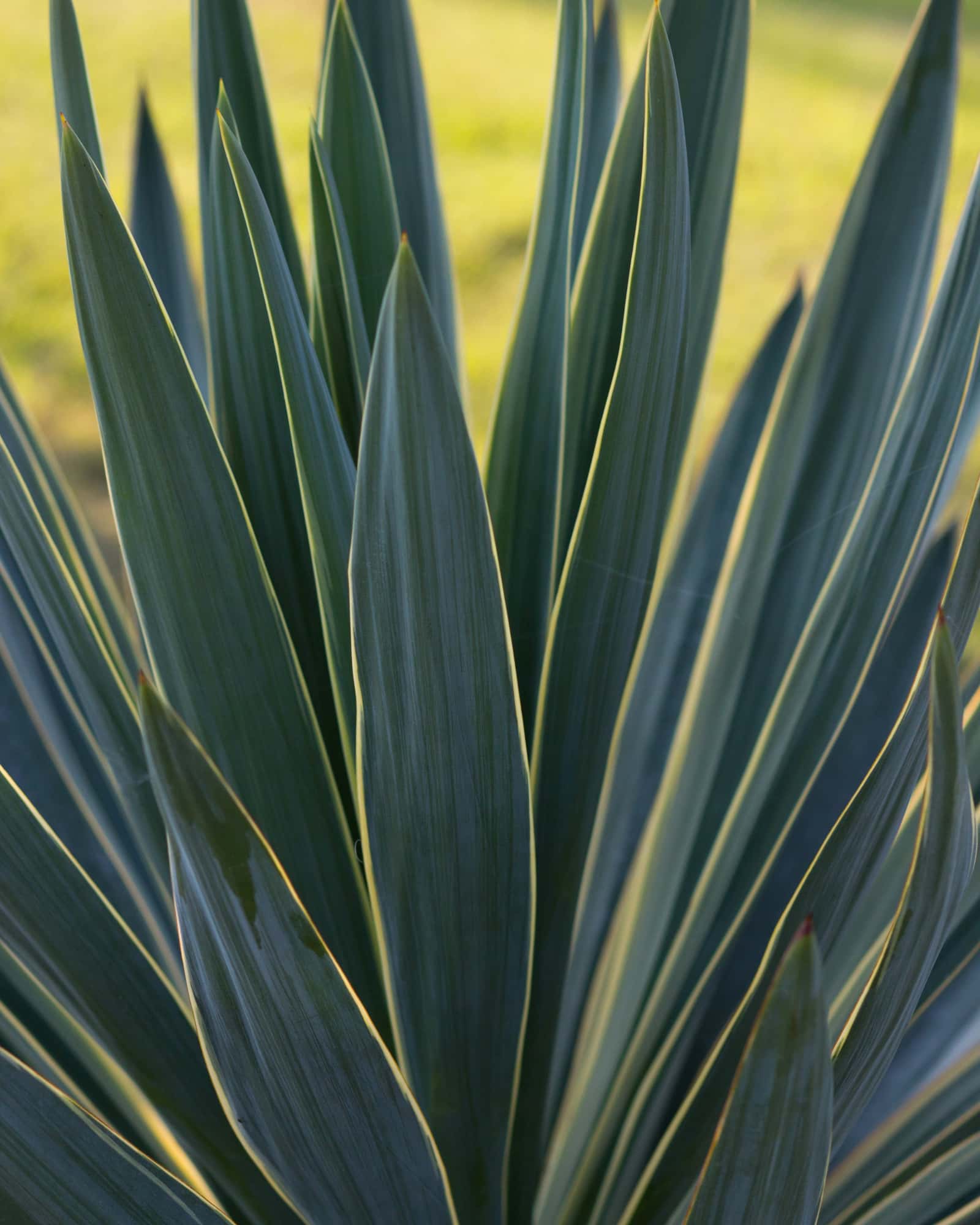 Yucca Spanish Dagger Variegated - Main Image