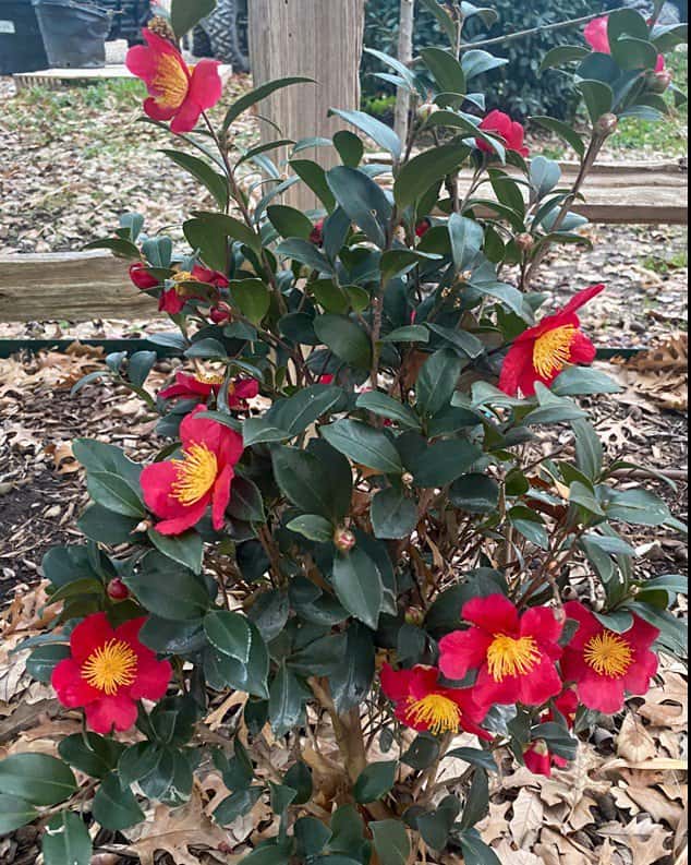 Yuletide Candle Camellia - Main Image