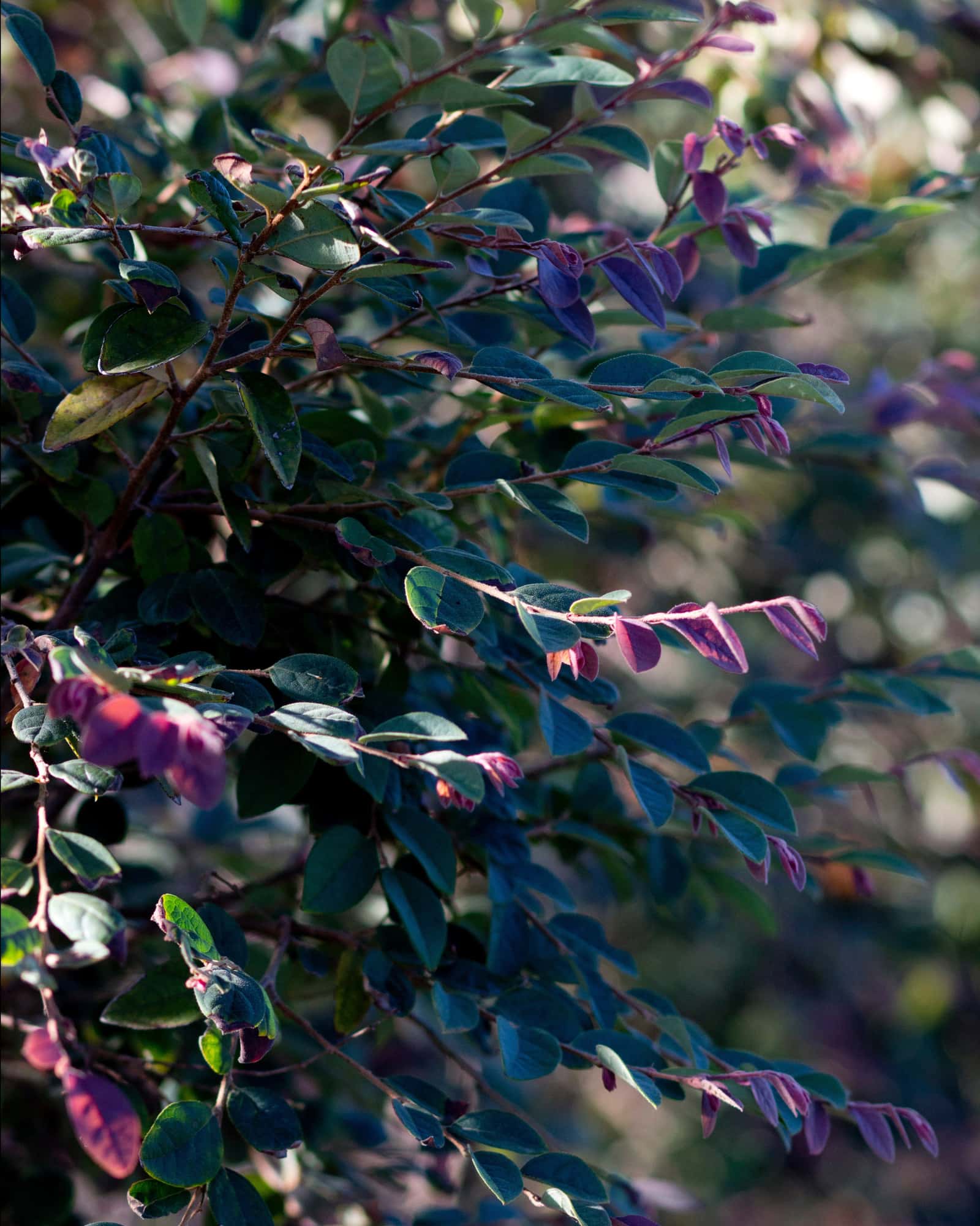 Zhuzhou Loropetalum Tree Form - Main Image