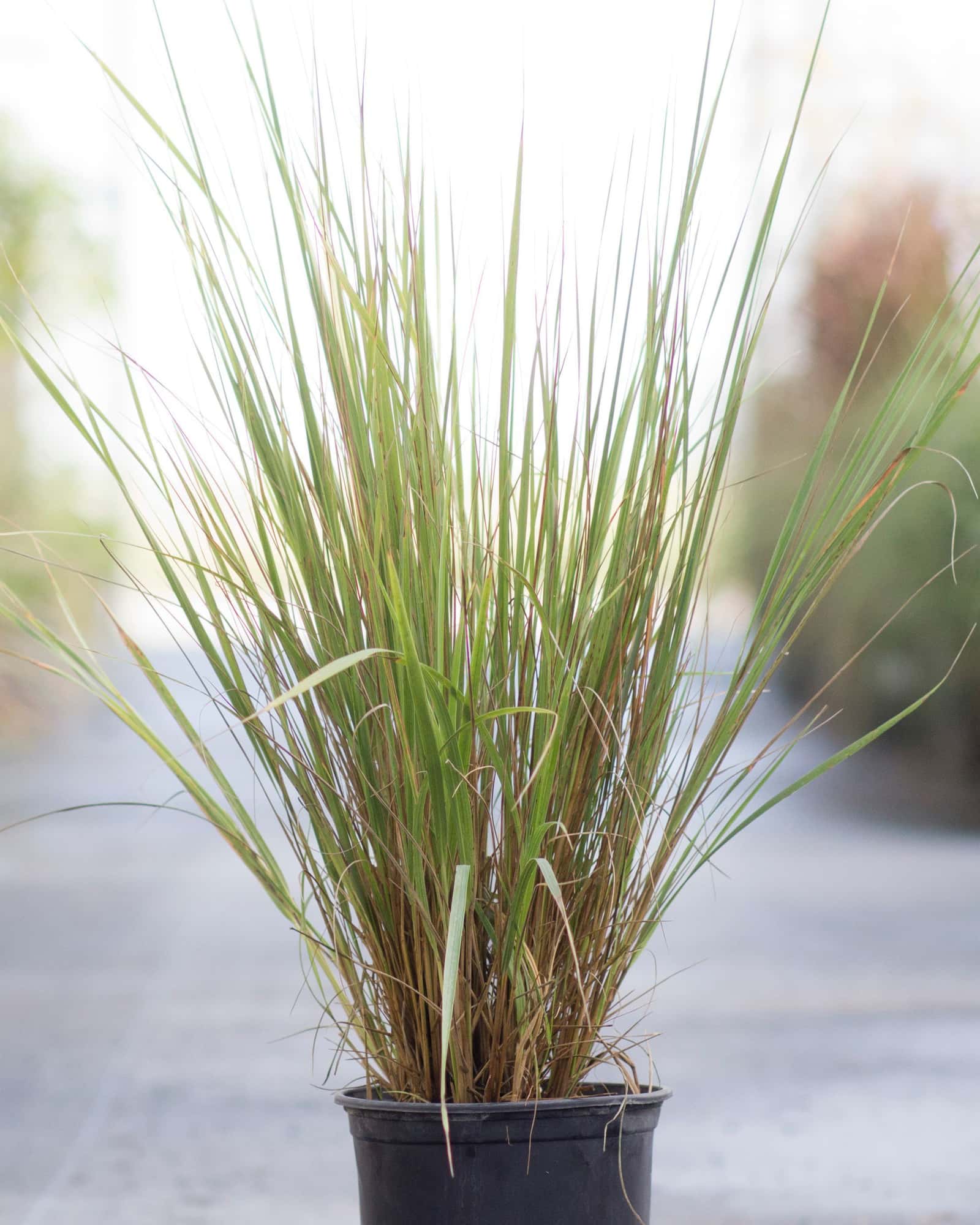 Karl Foerster Feather Reed Grass - Main Image