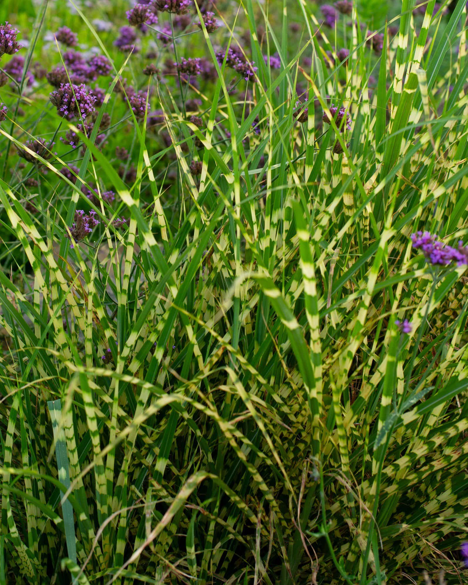 Little Zebra Miscanthus - Main Image
