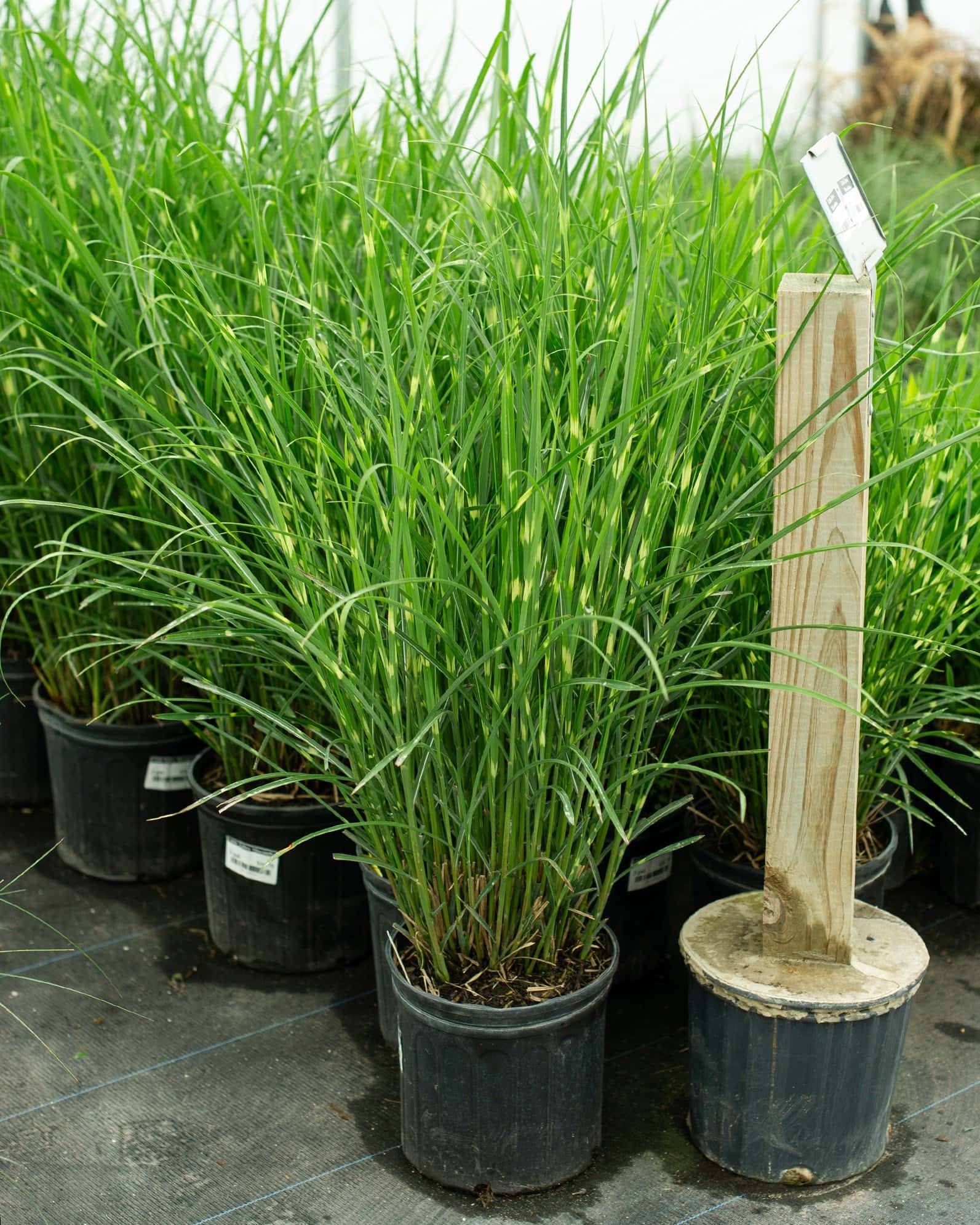 Little Zebra Miscanthus - Image 2