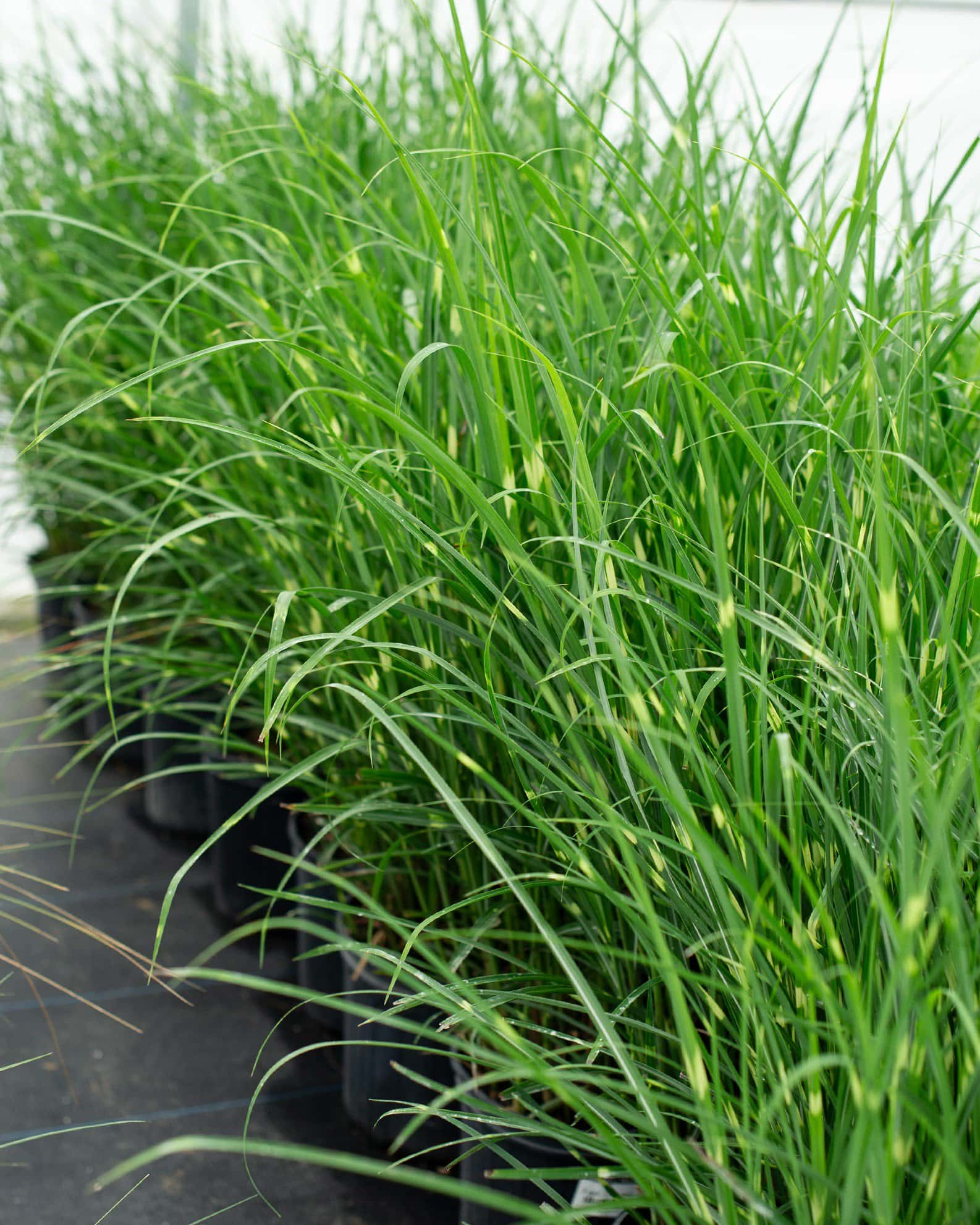 Little Zebra Miscanthus - Image 3