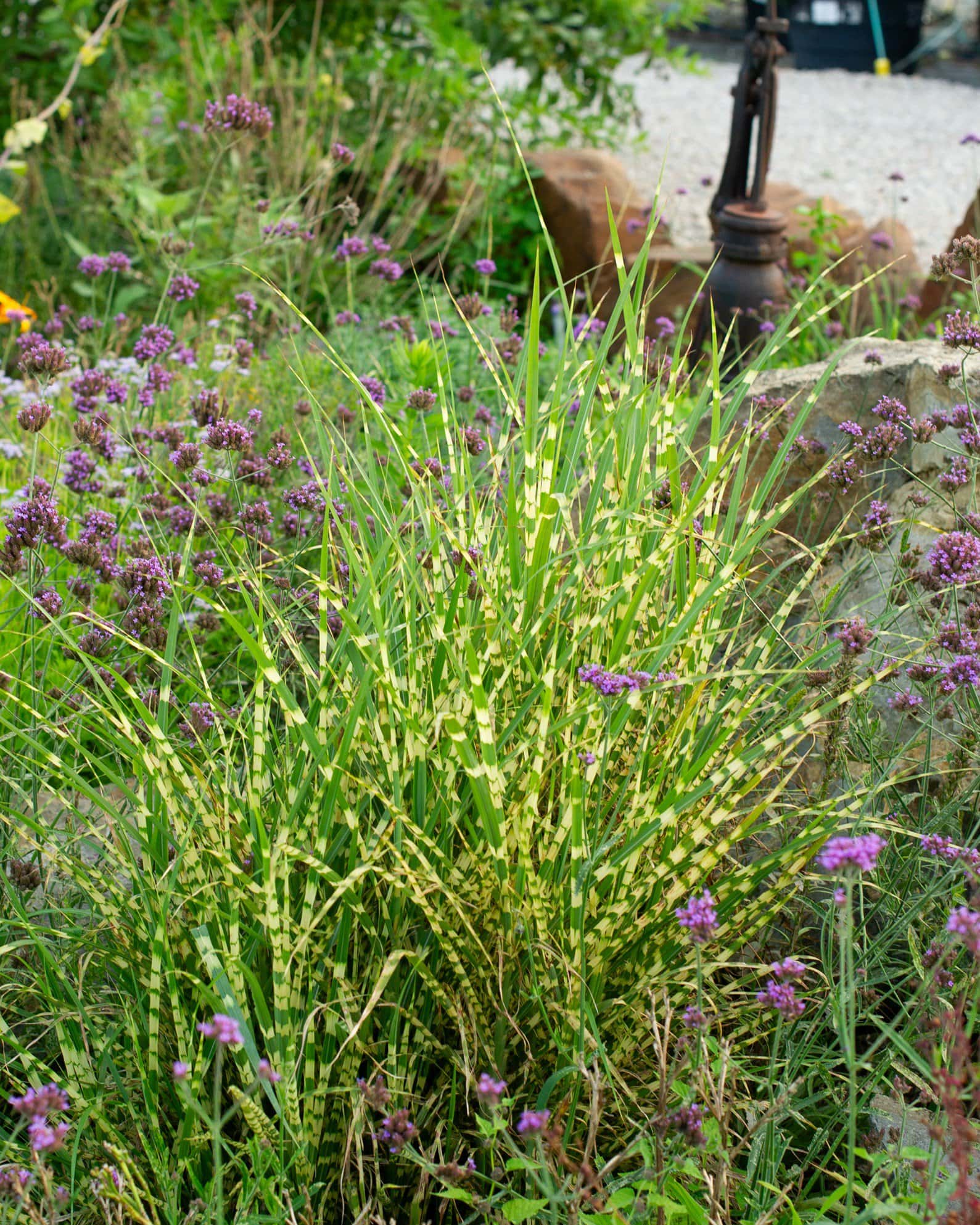 Little Zebra Miscanthus - Image 4