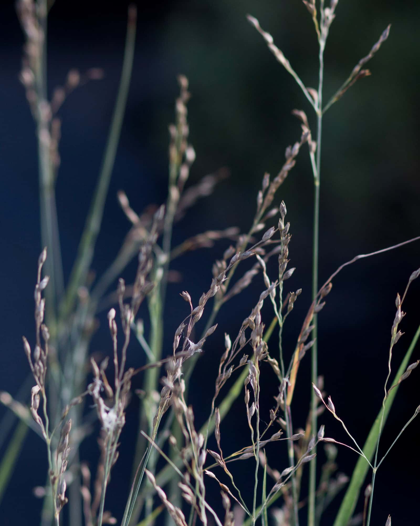 Heavy Metal Switch Grass - Image 1
