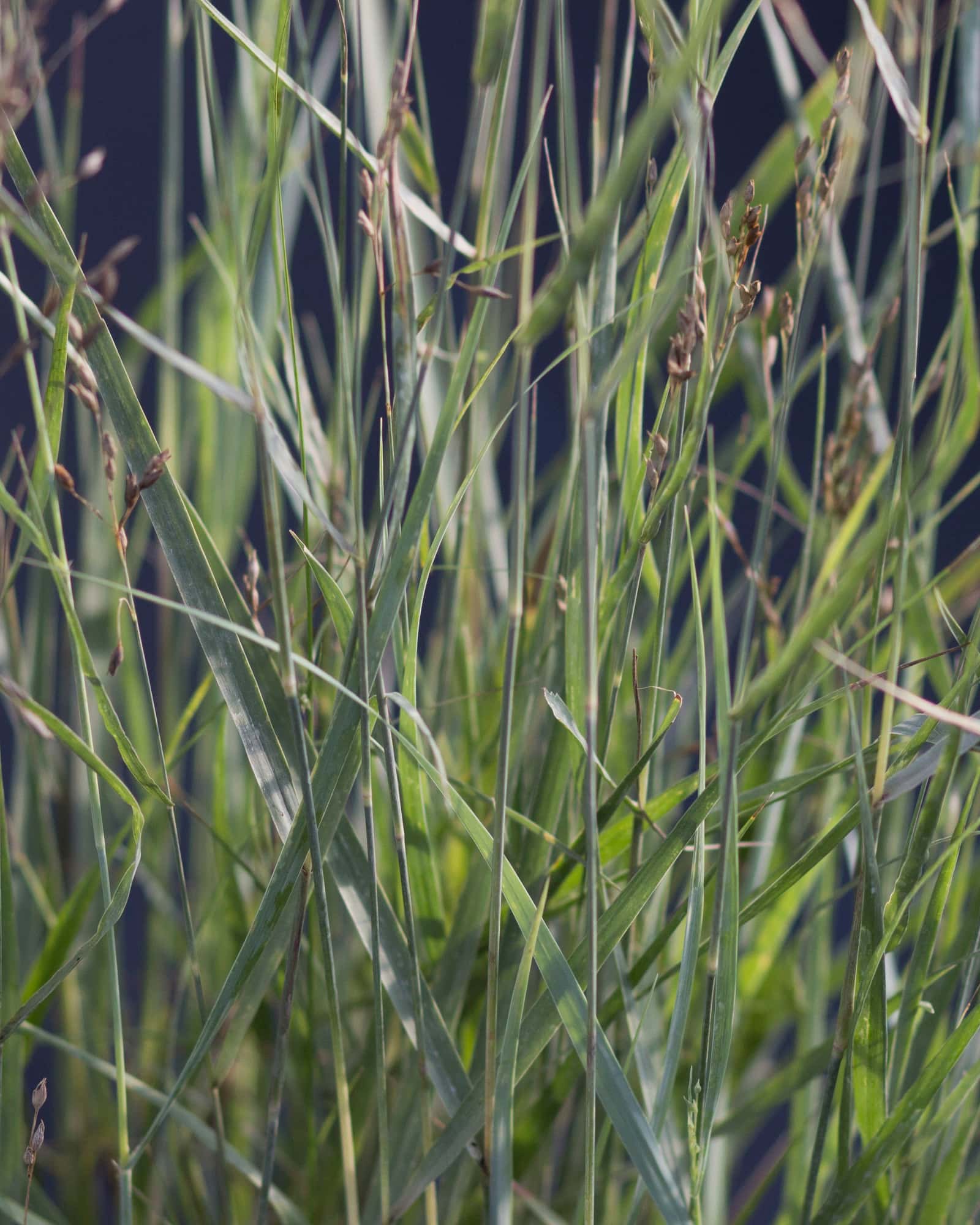 Heavy Metal Switch Grass - Image 2