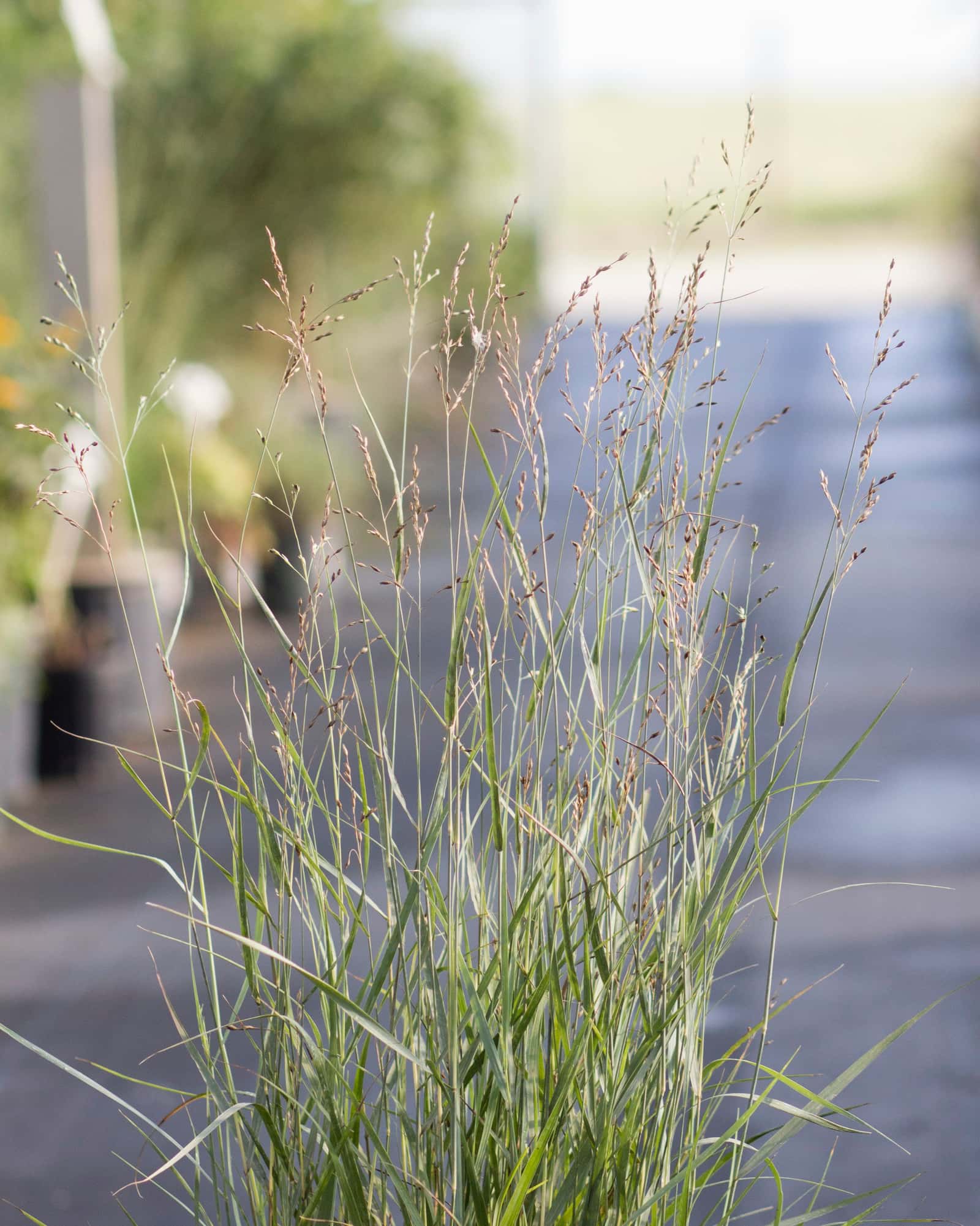 Heavy Metal Switch Grass - Image 3