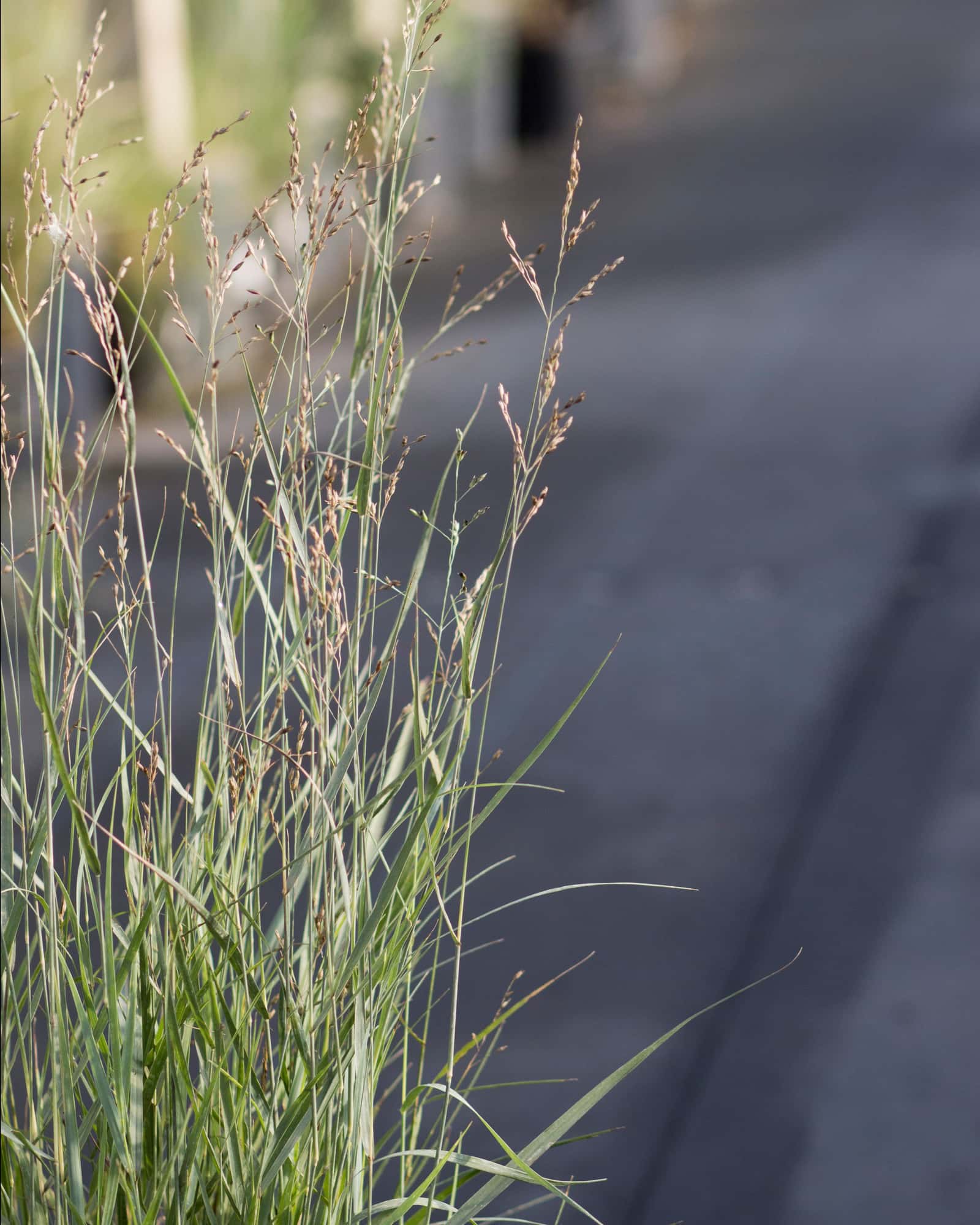 Heavy Metal Switch Grass - Image 4