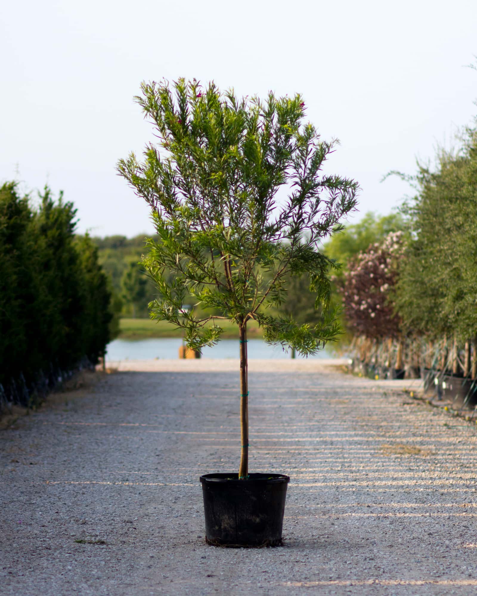 Desert Willow Sweet Bubba Tree Form - Image 3
