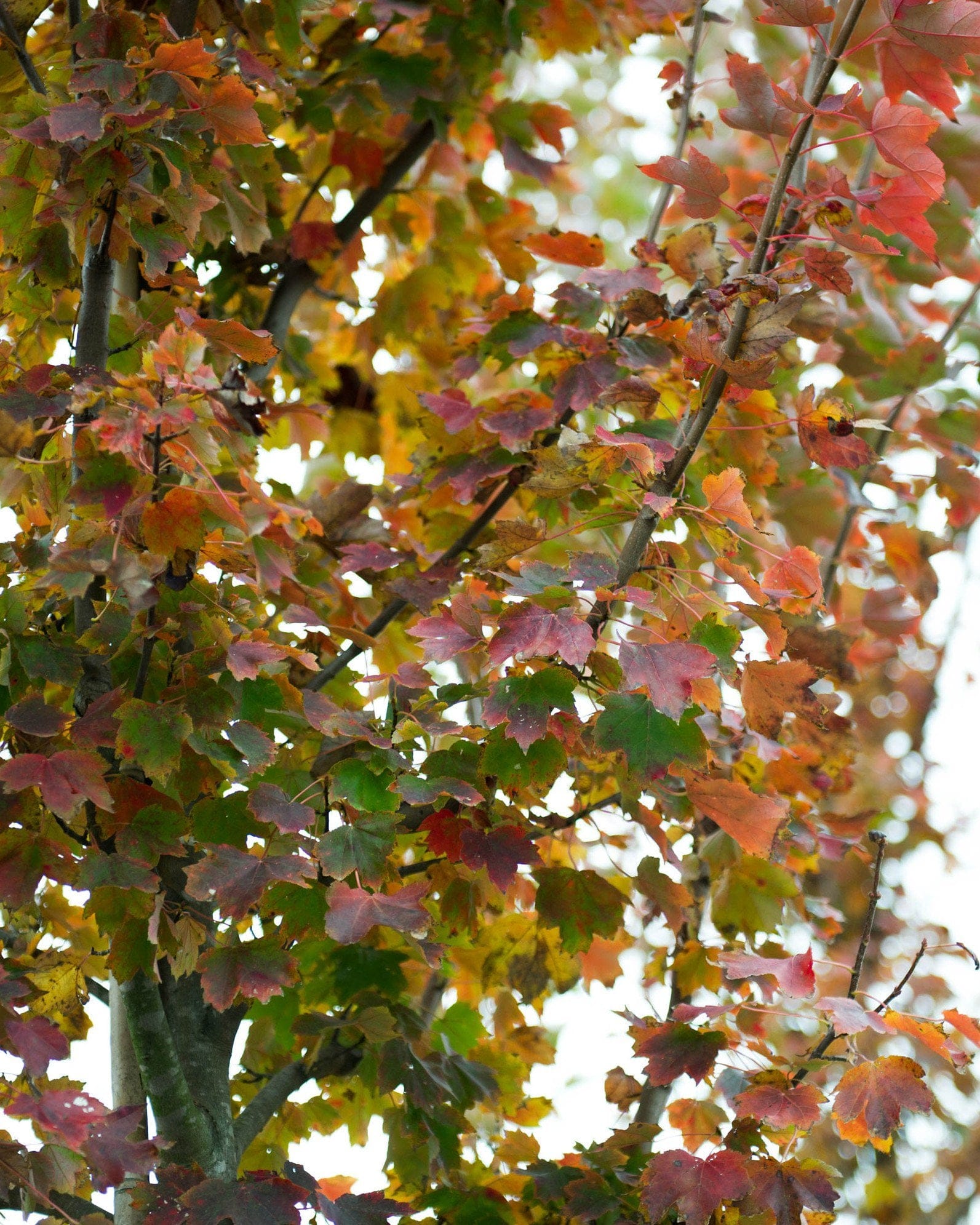 October Glory Maple - view 2