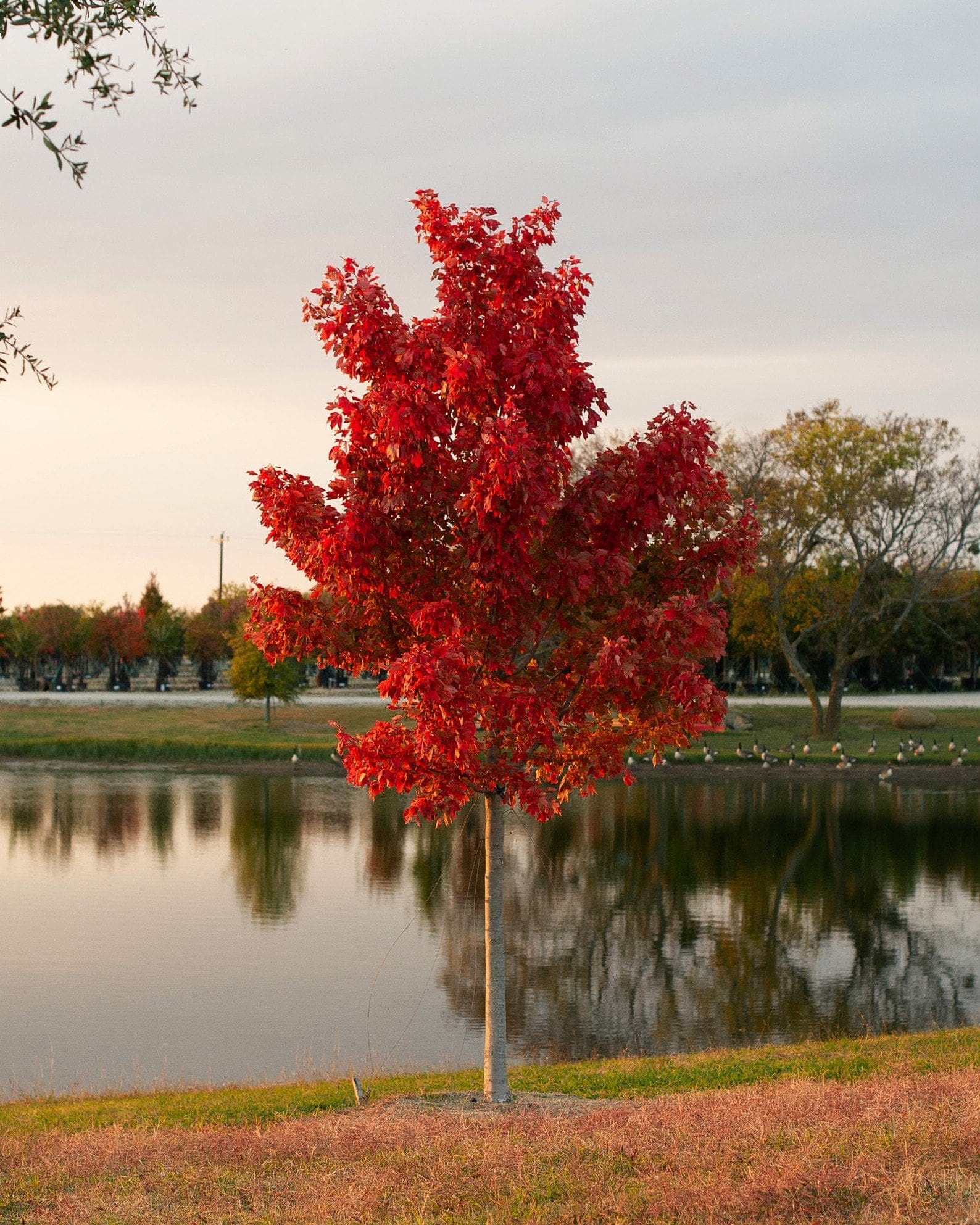 October Glory Maple - view 3