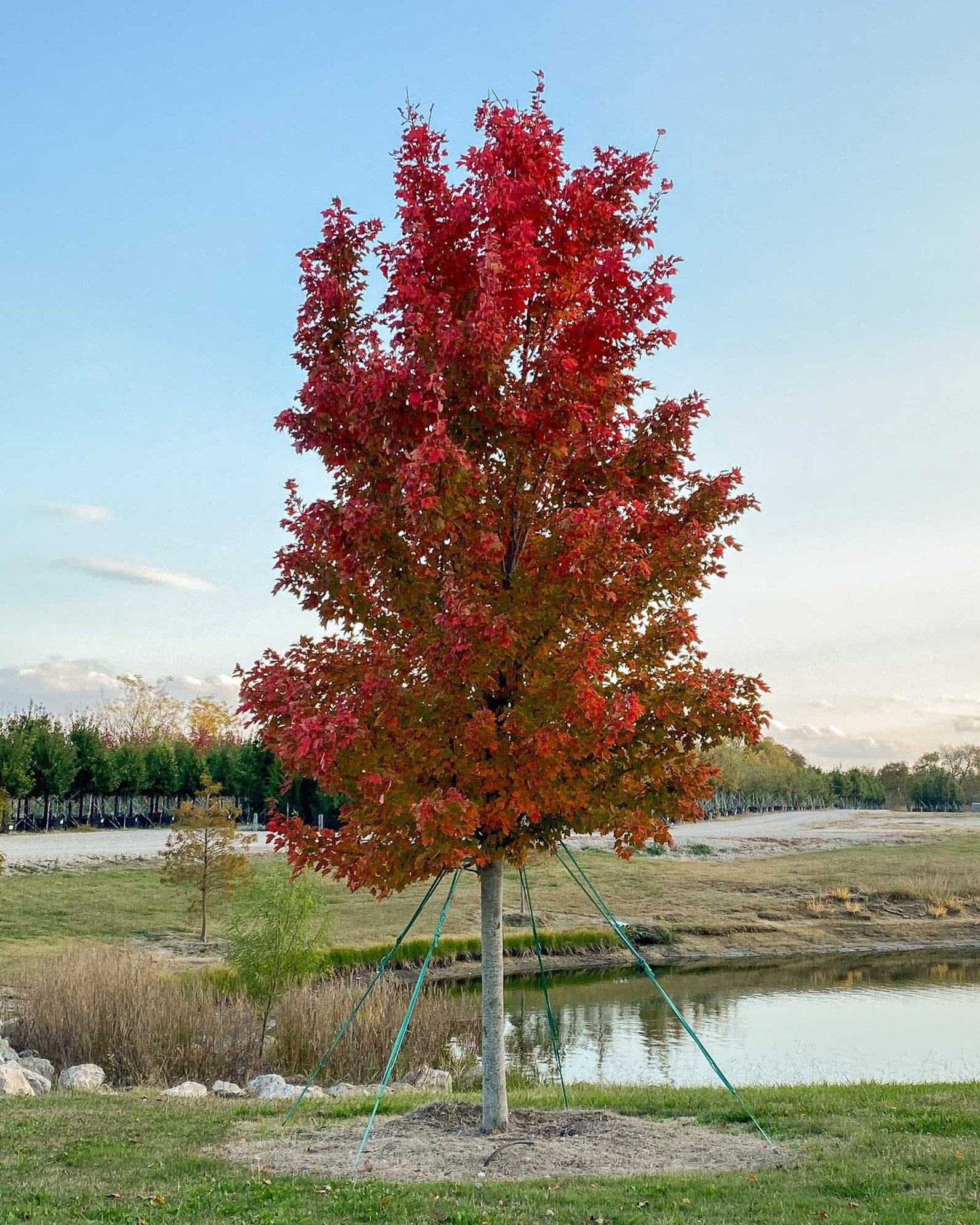 October Glory Maple - view 4