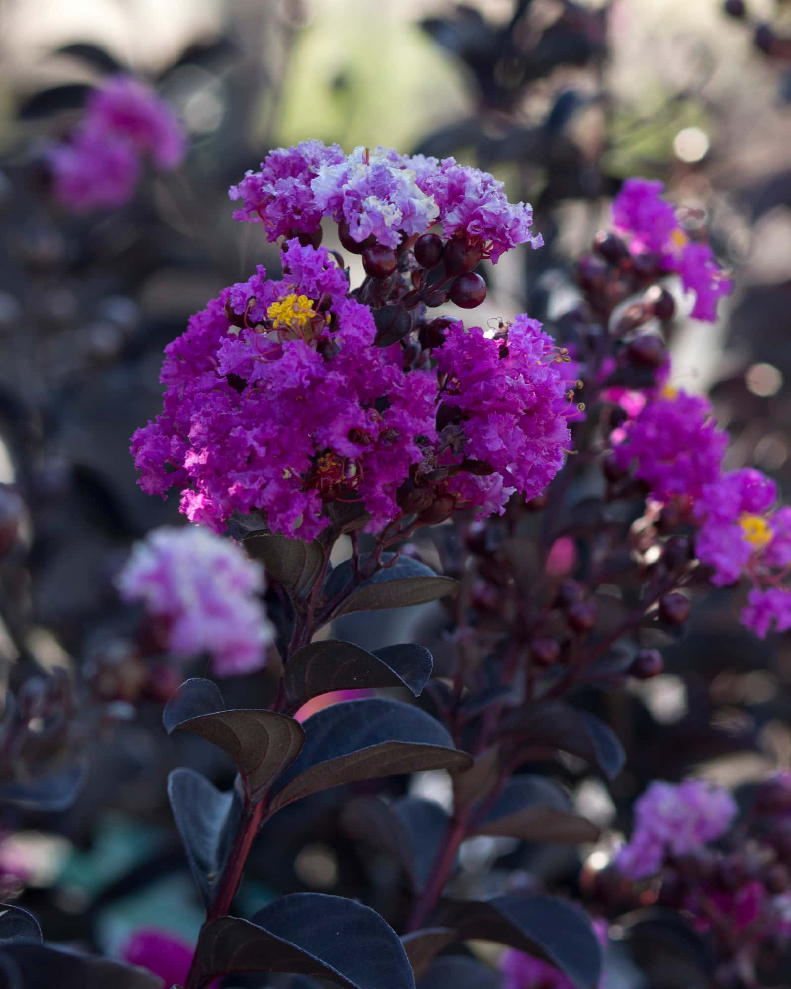Black Diamond Purely Purple Crape Myrtle - Main Image